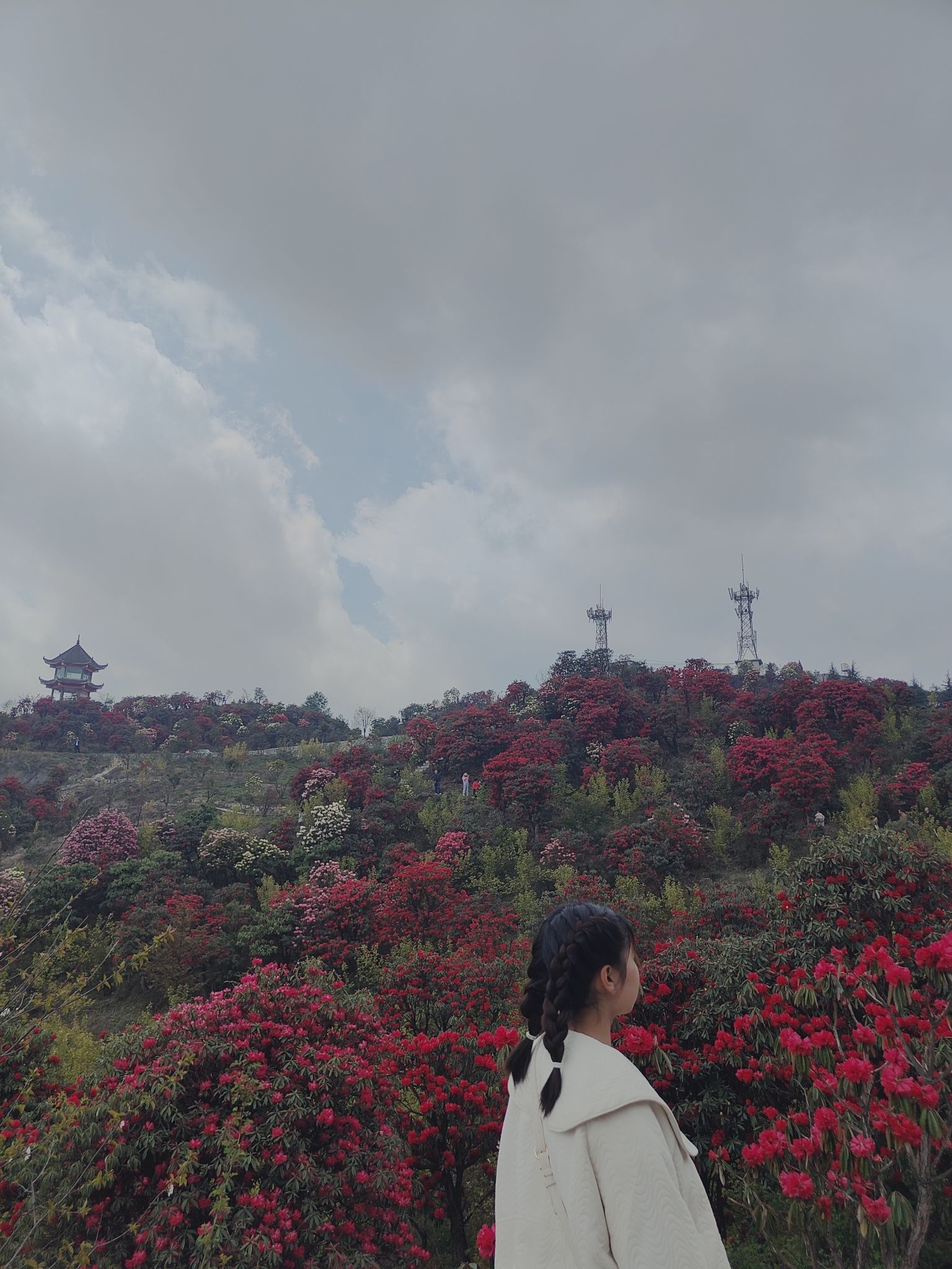 六盘水十里杜鹃花海旅行图片 1