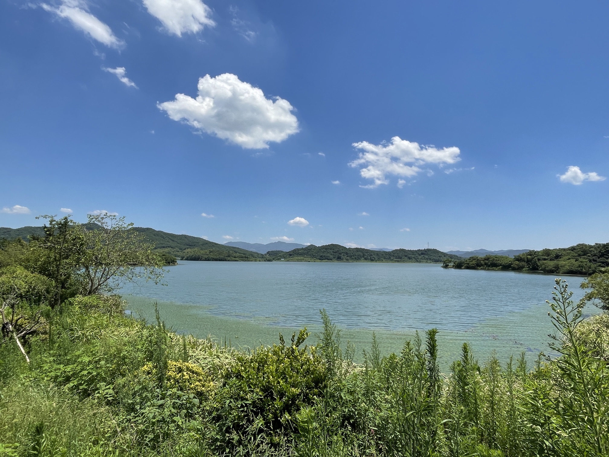 皂李湖景区旅行图片 2
