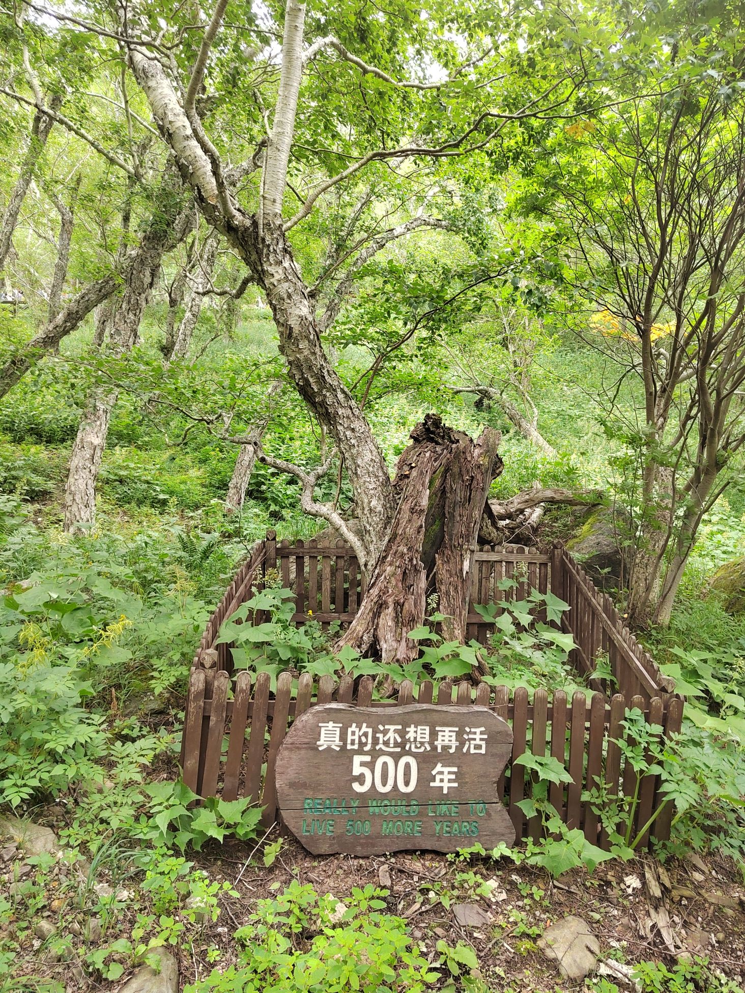 真的还想再活500年