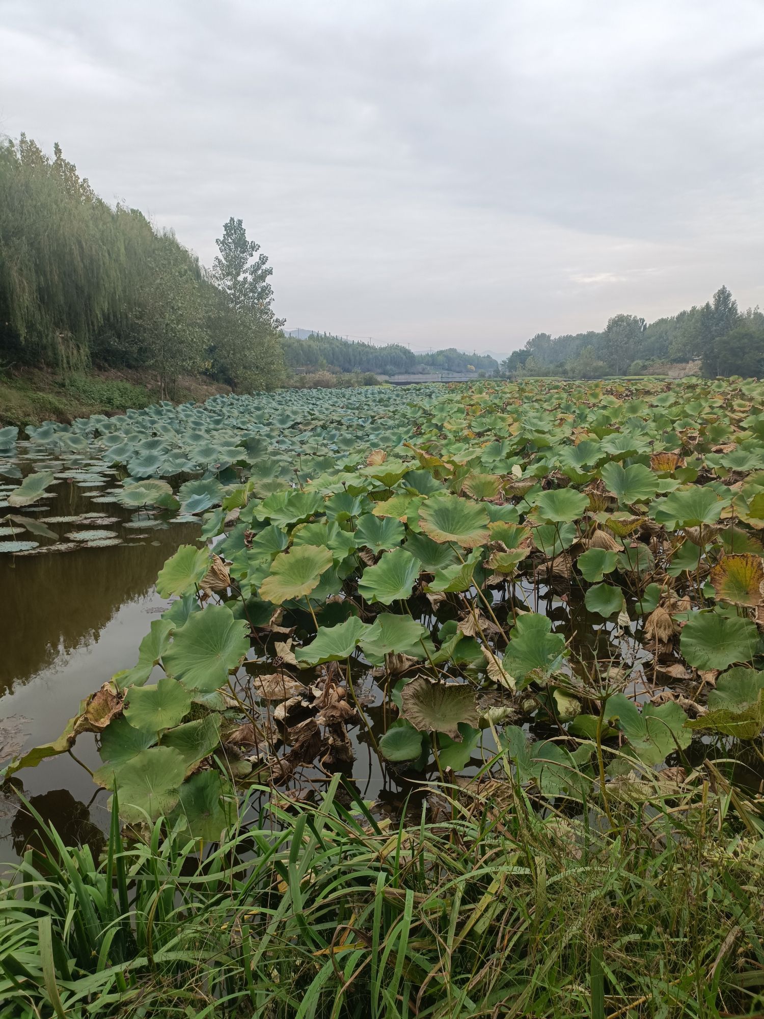 绣针河湿地公园旅行图片 1