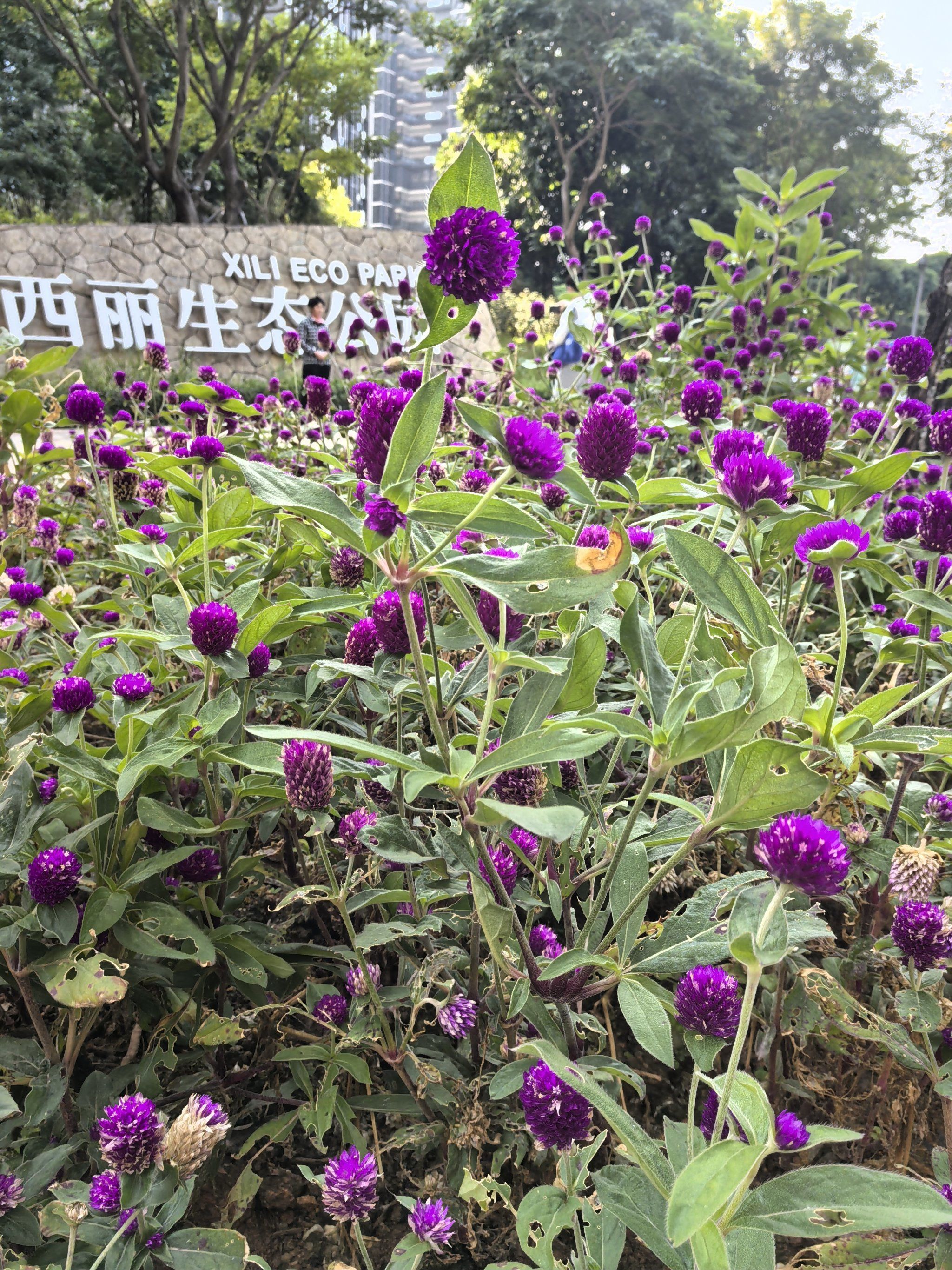 西丽生态公园旅行图片 1