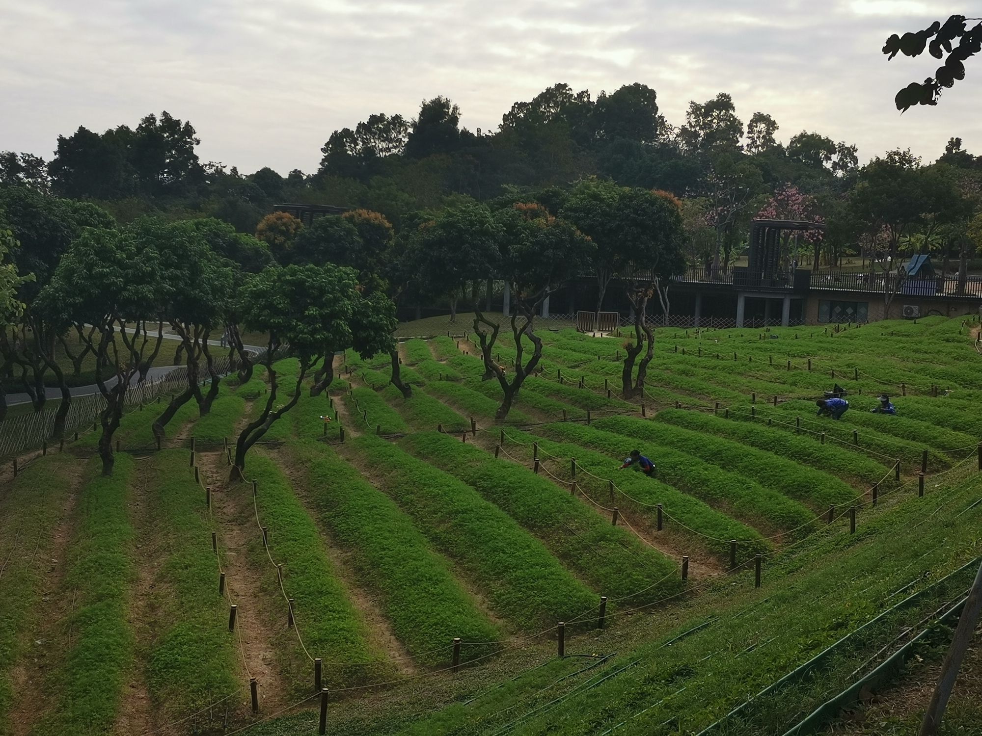 西丽生态公园旅行图片 3