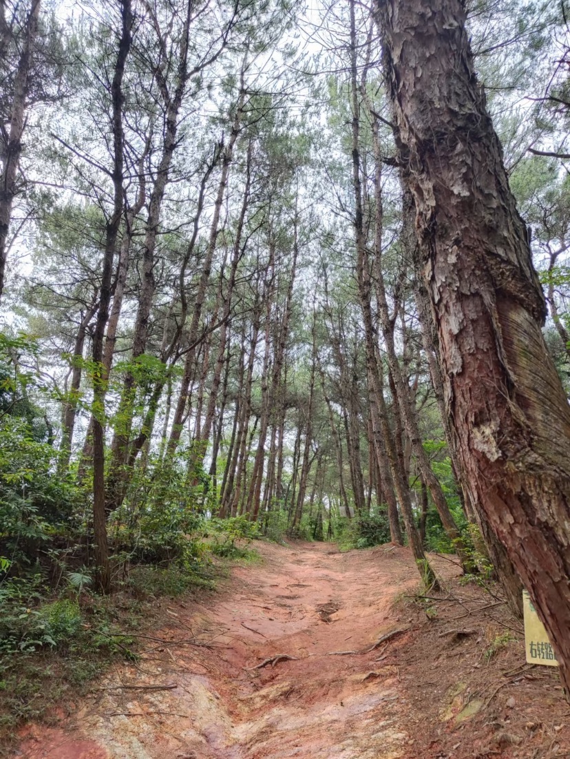 芦仙山景区旅行图片 3