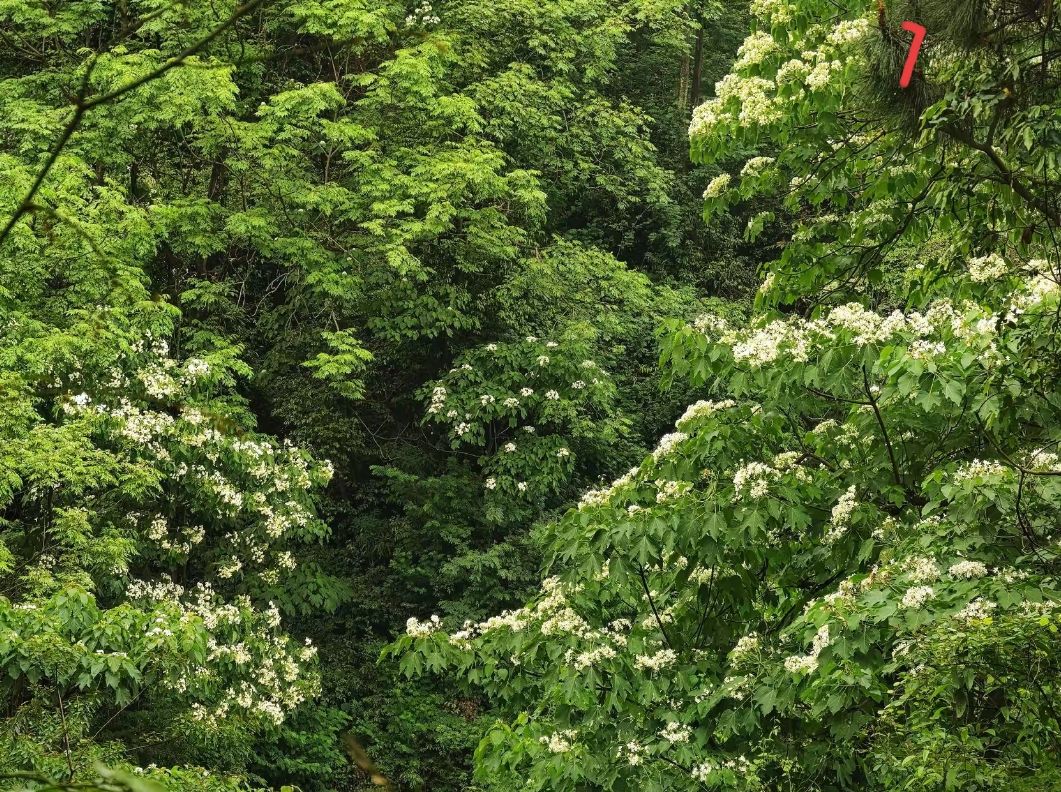 芦仙山景区
