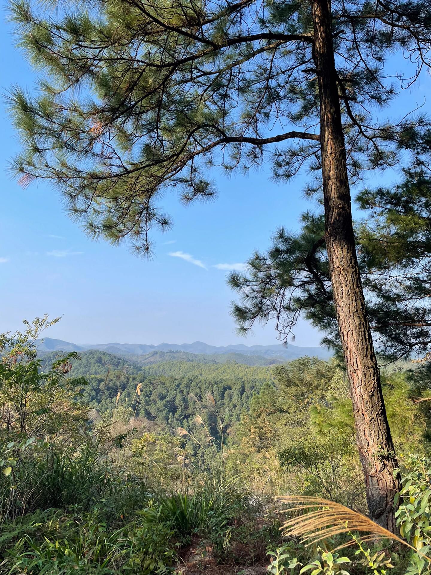 芦仙山景区旅行图片 3