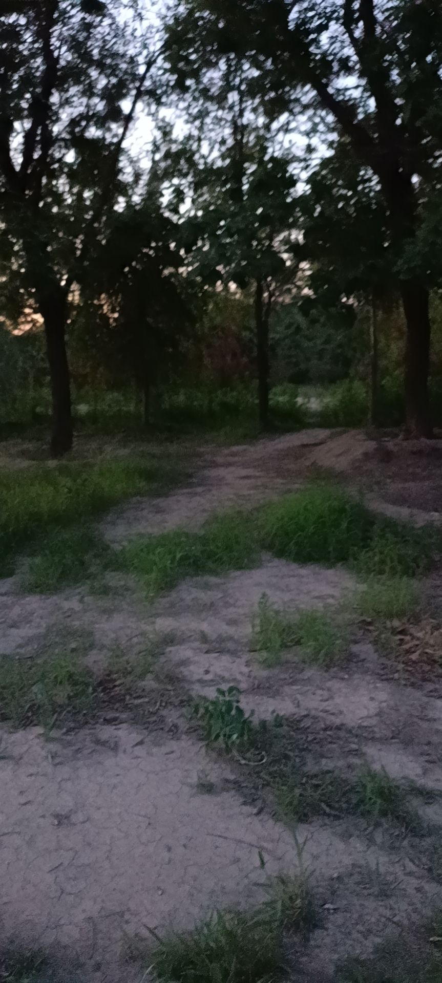 程林都市森林公园旅行图片 1