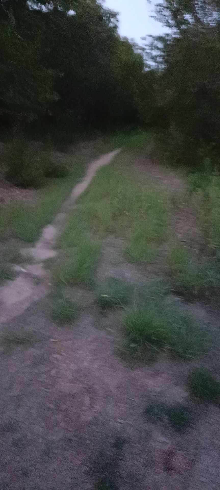 程林都市森林公园旅行图片 2