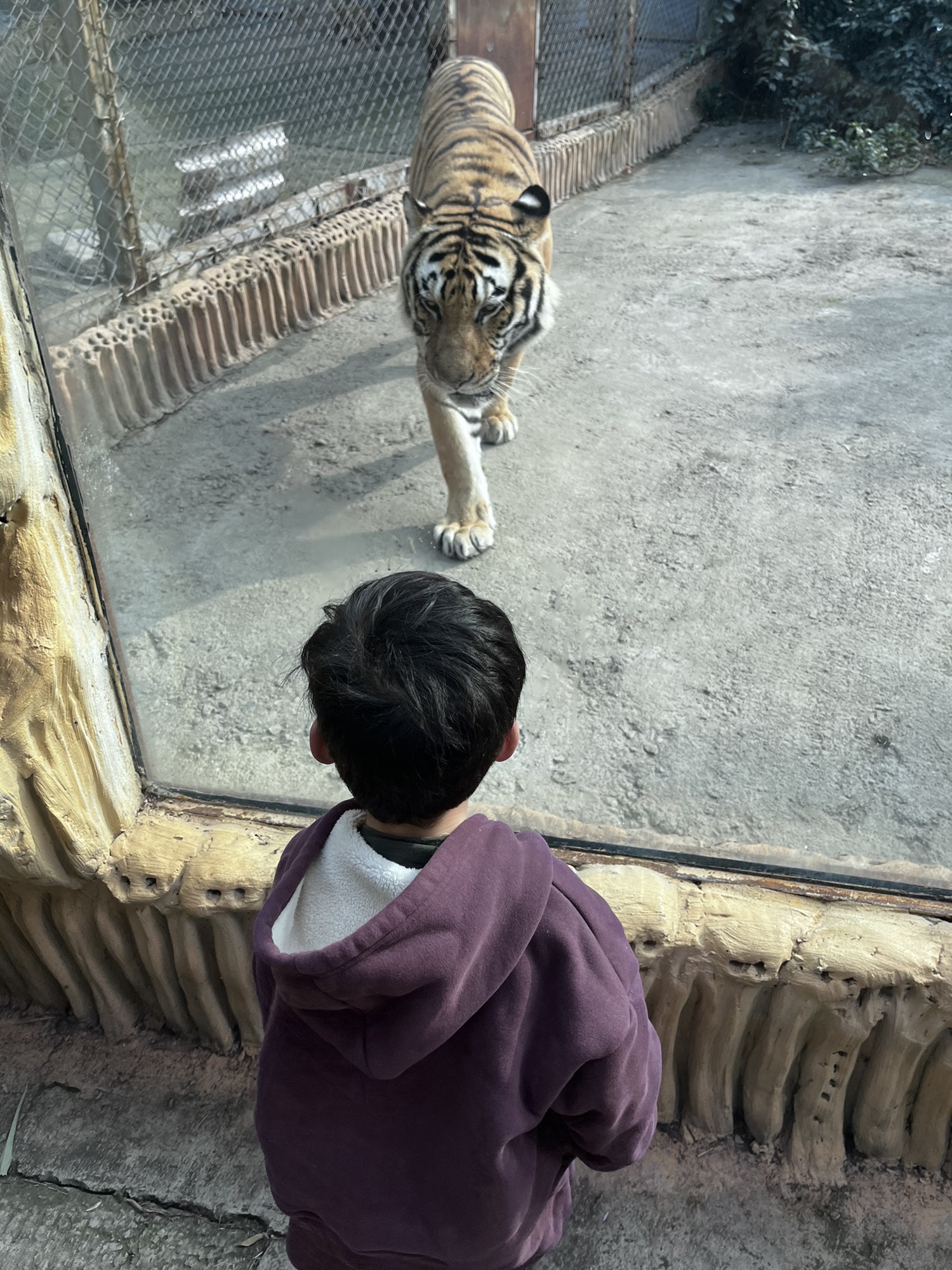 宜宾野生动物世界旅行图片 3