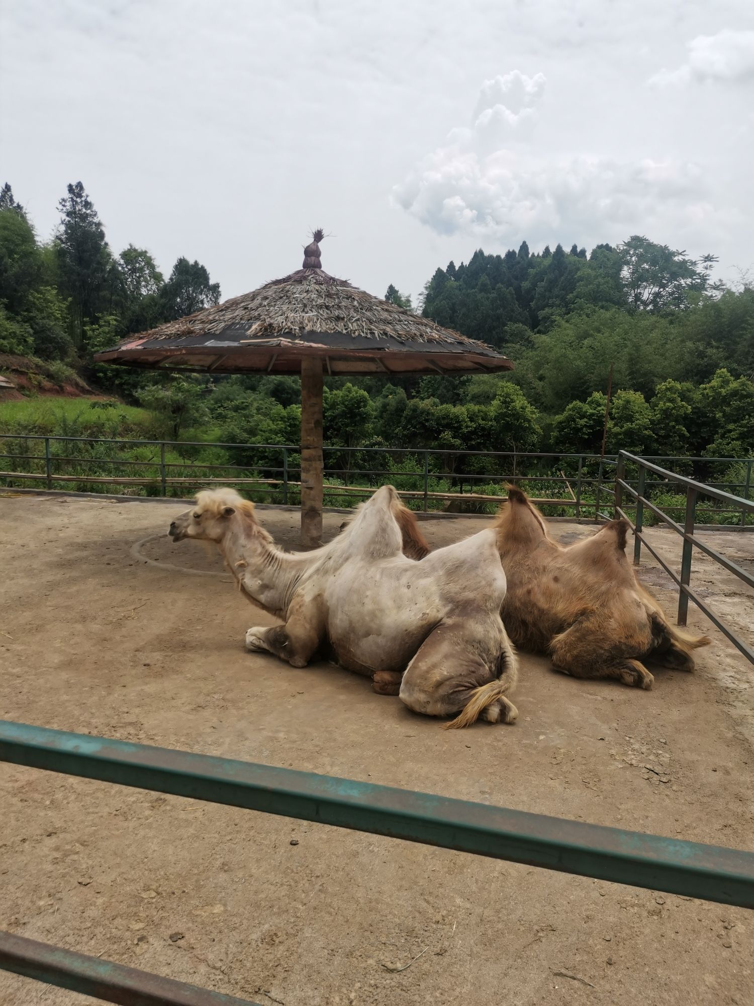 宜宾野生动物世界旅行图片 2