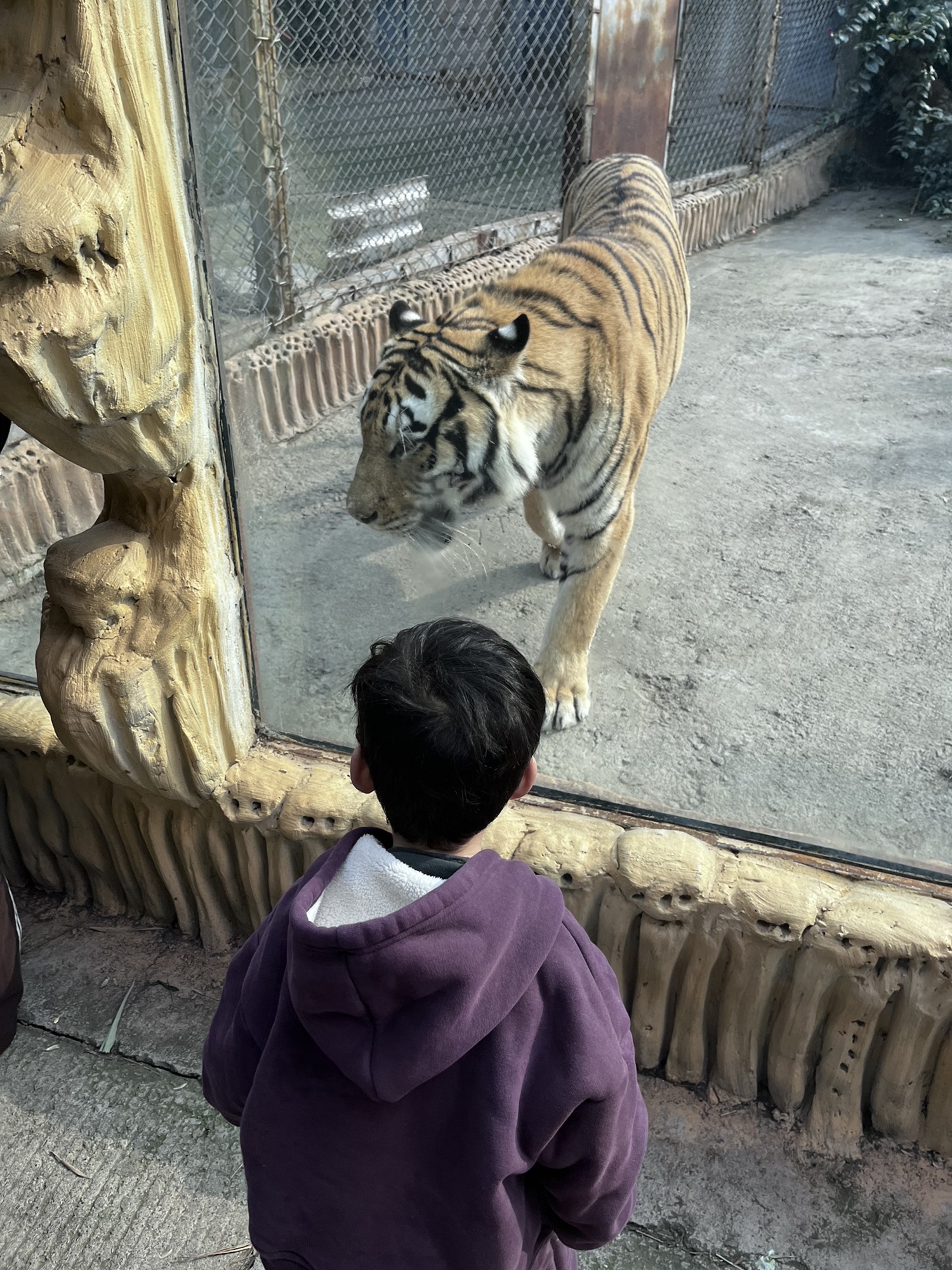 宜宾野生动物世界旅行图片 2