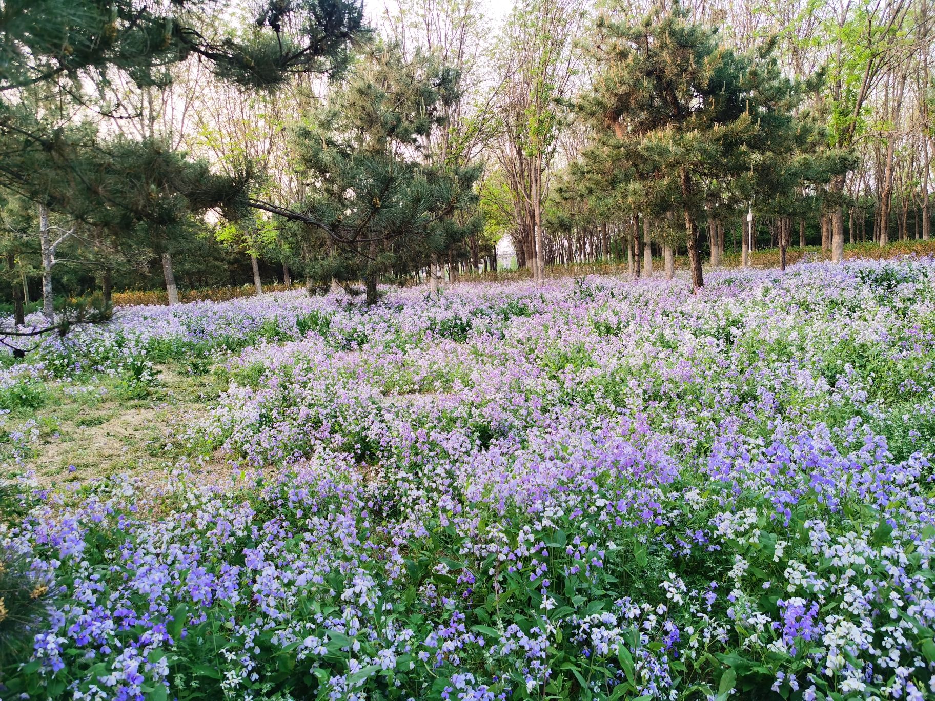 马坡城市森林公园旅行图片 3