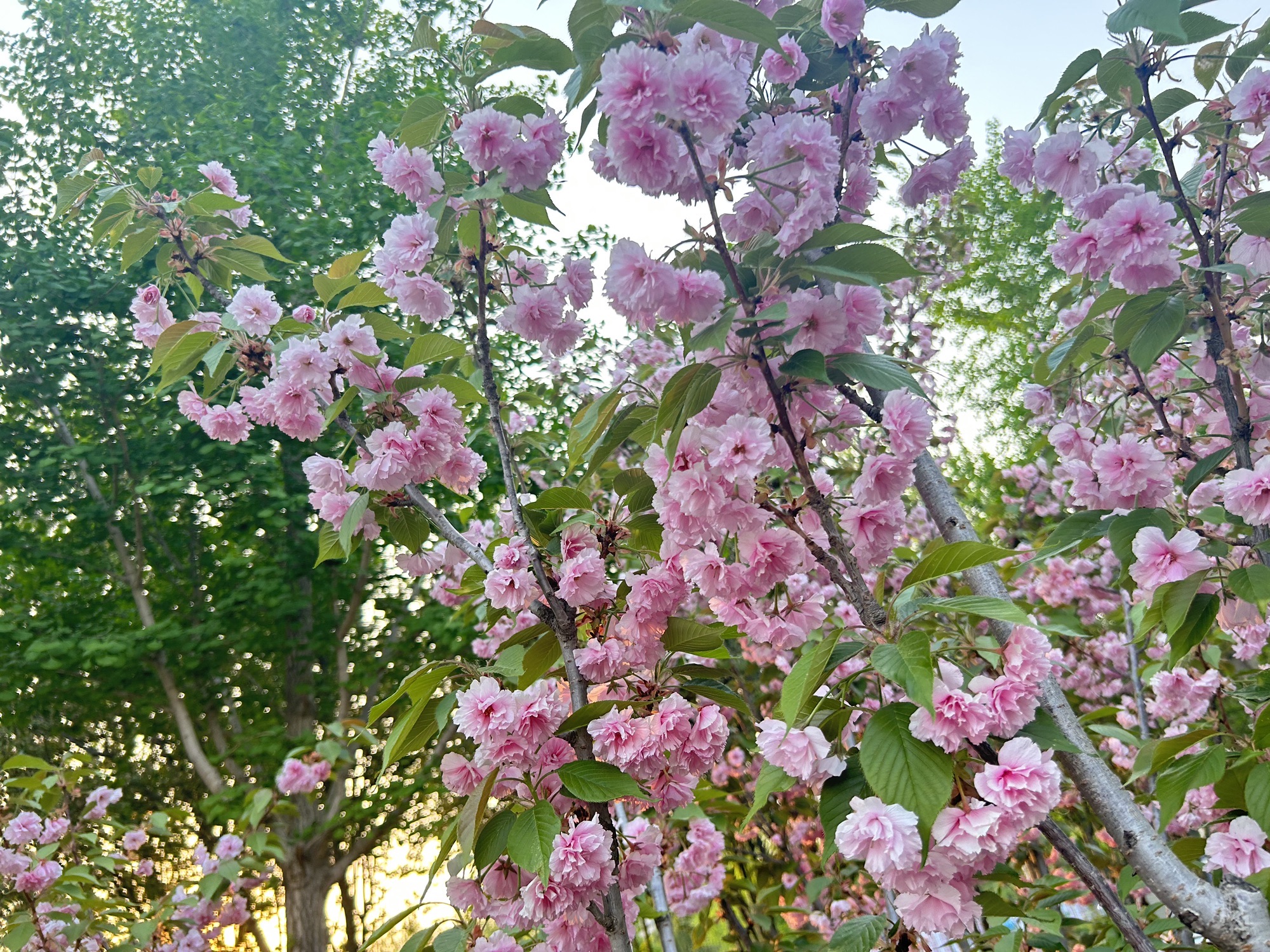 马坡城市森林公园旅行图片 3