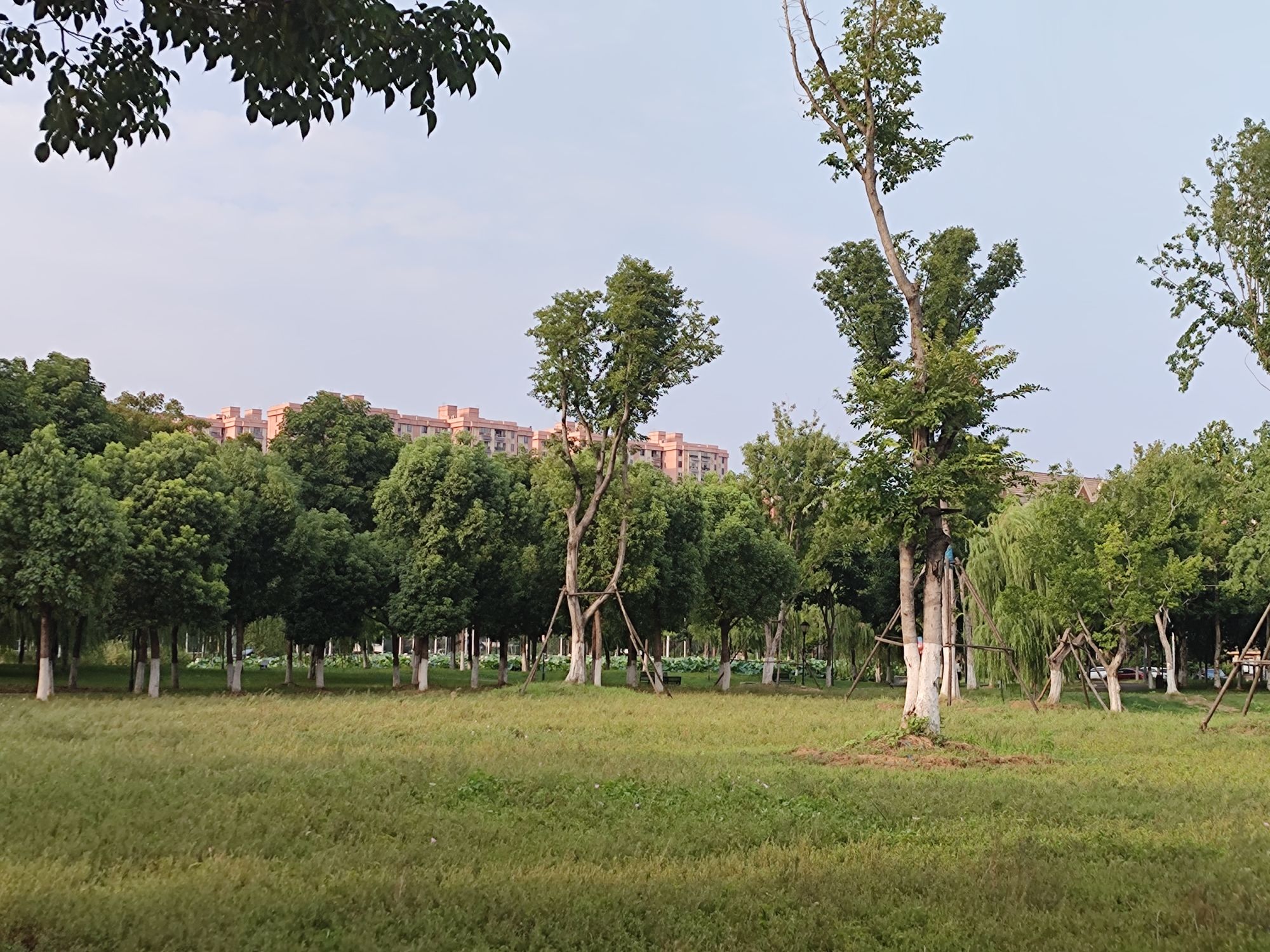 东西湖临空港大道体育公园旅行图片