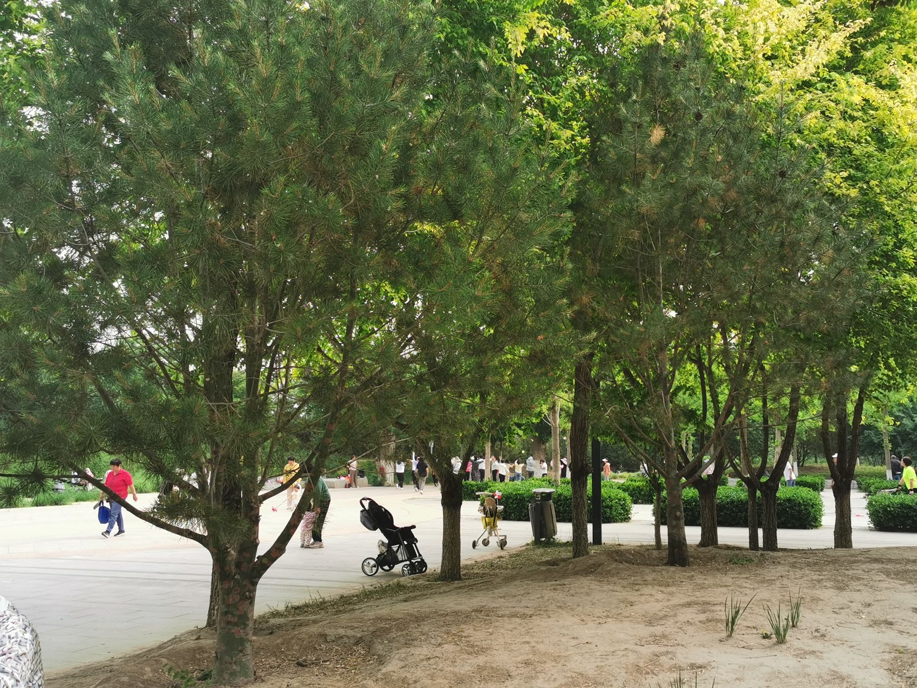 平衡车公园旅行图片 2
