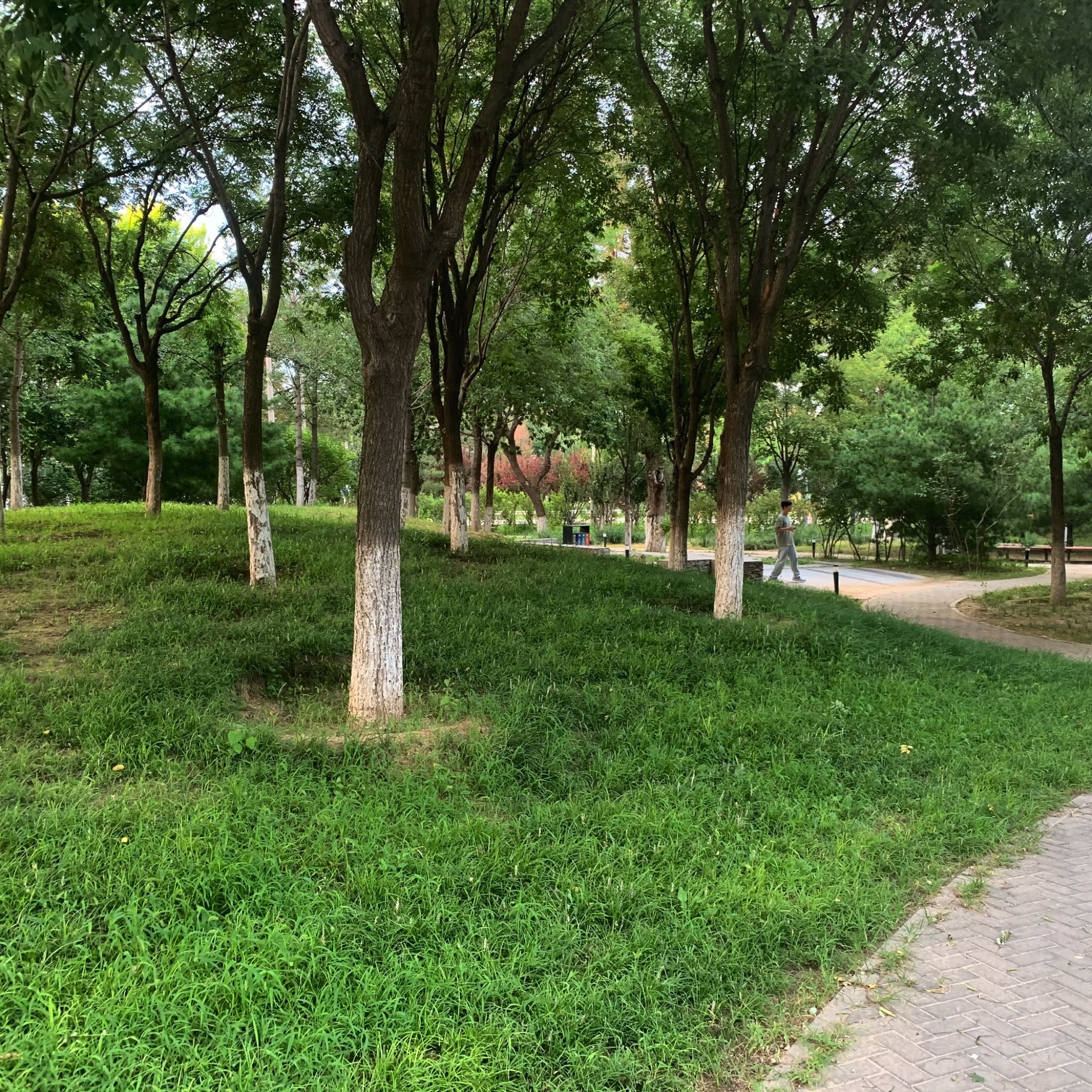 平衡车公园旅行图片 1