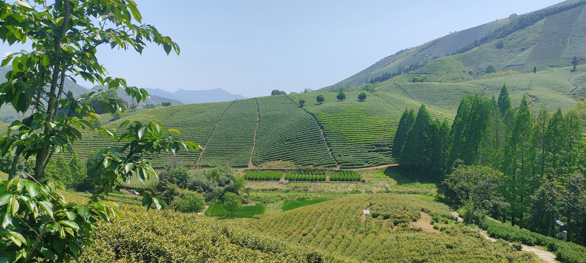 白茶原·安吉白茶观景平台旅行图片 3