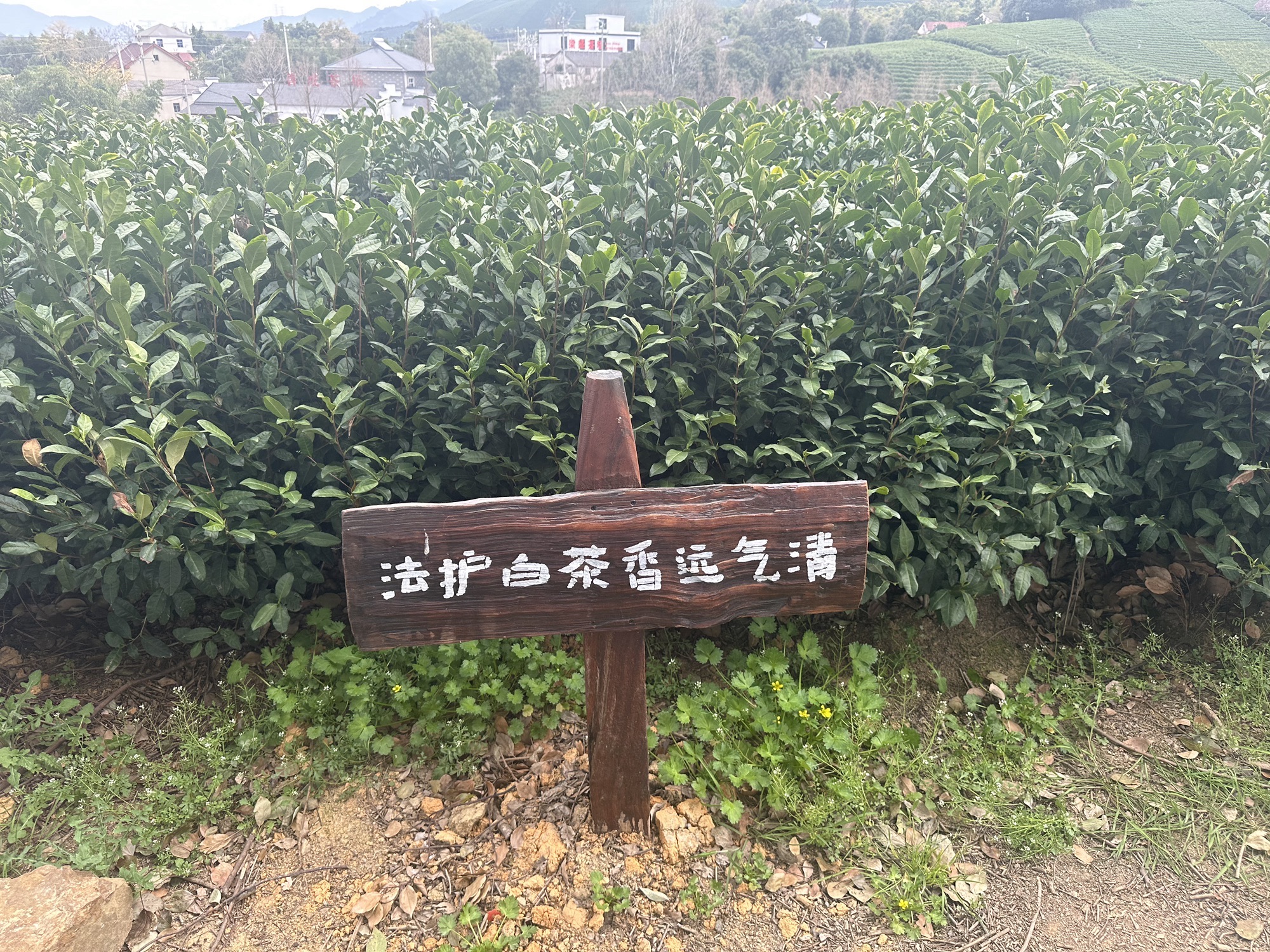 白茶原·安吉白茶观景平台旅行图片 2