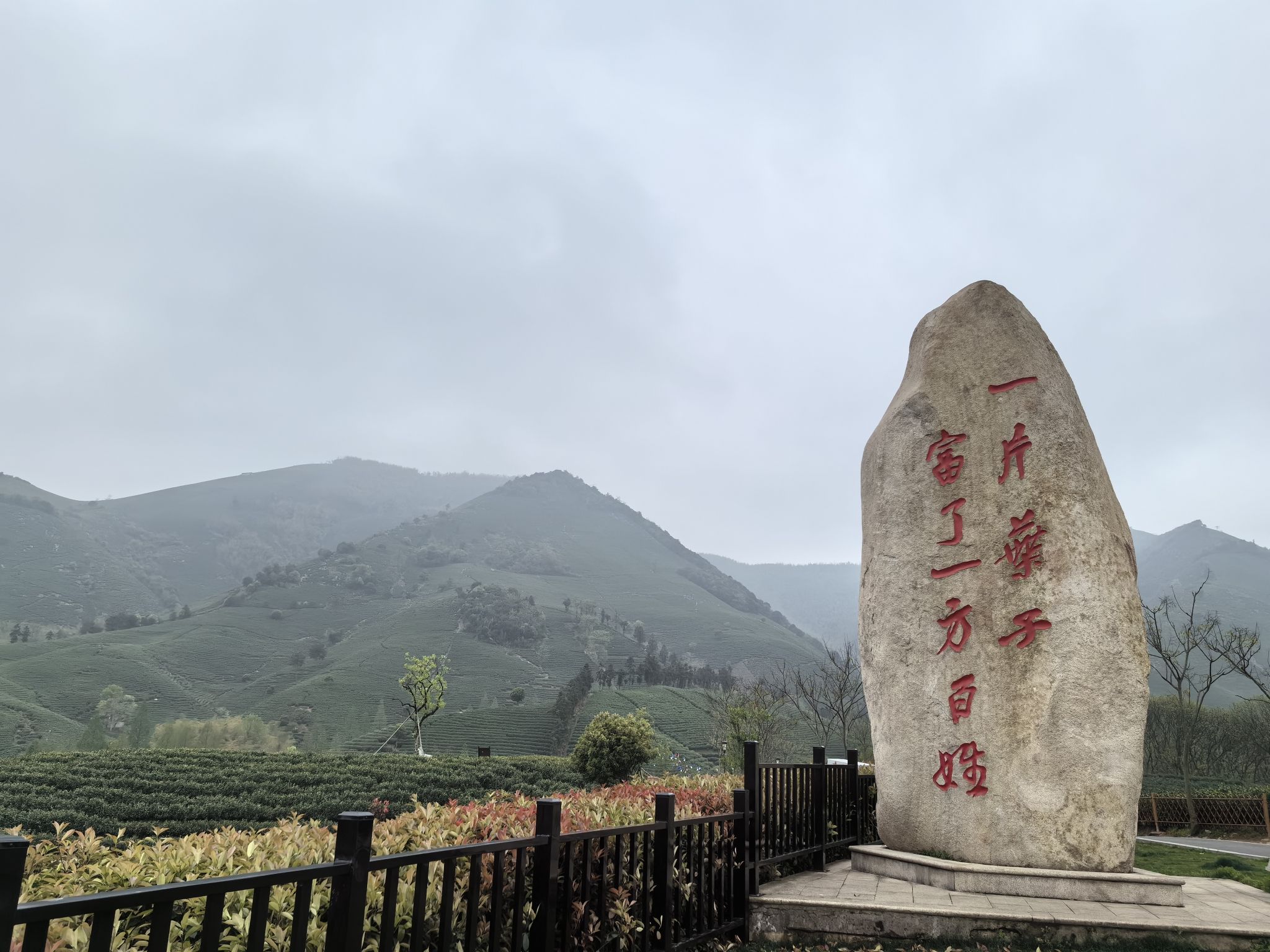 白茶原·安吉白茶观景平台旅行图片 1