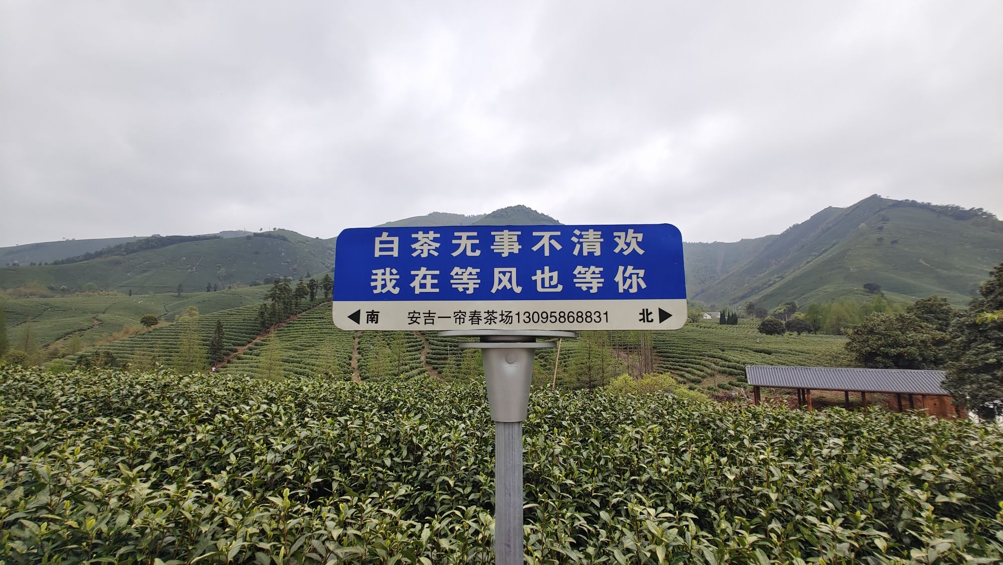 白茶原·安吉白茶观景平台旅行图片 3
