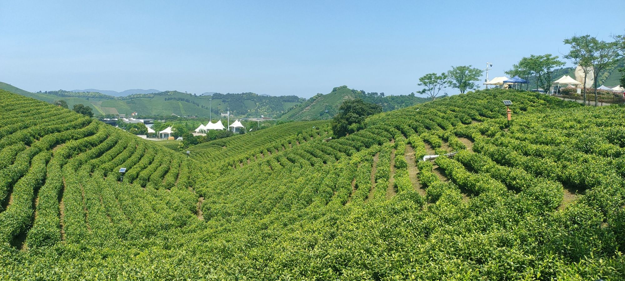 白茶原·安吉白茶观景平台旅行图片 1