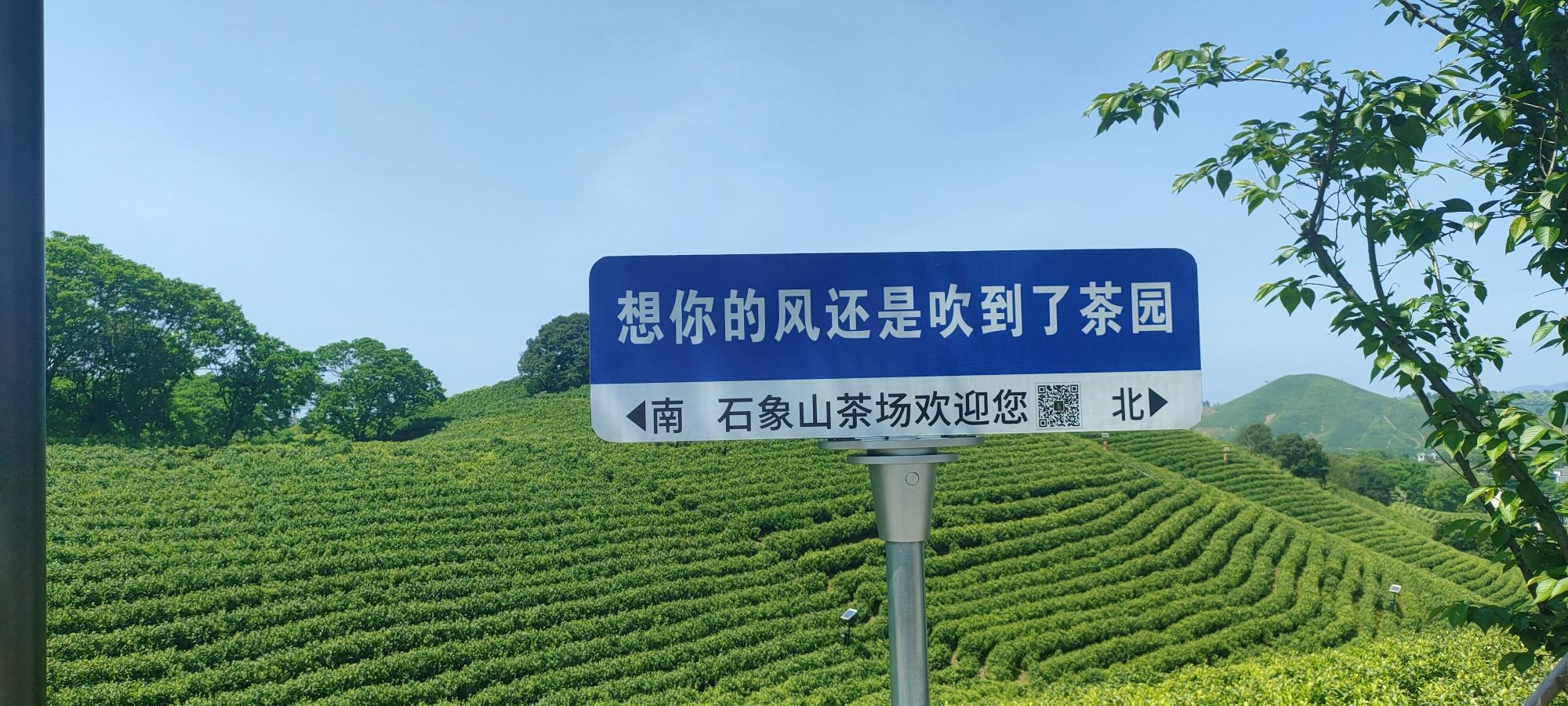 白茶原·安吉白茶观景平台旅行图片 2