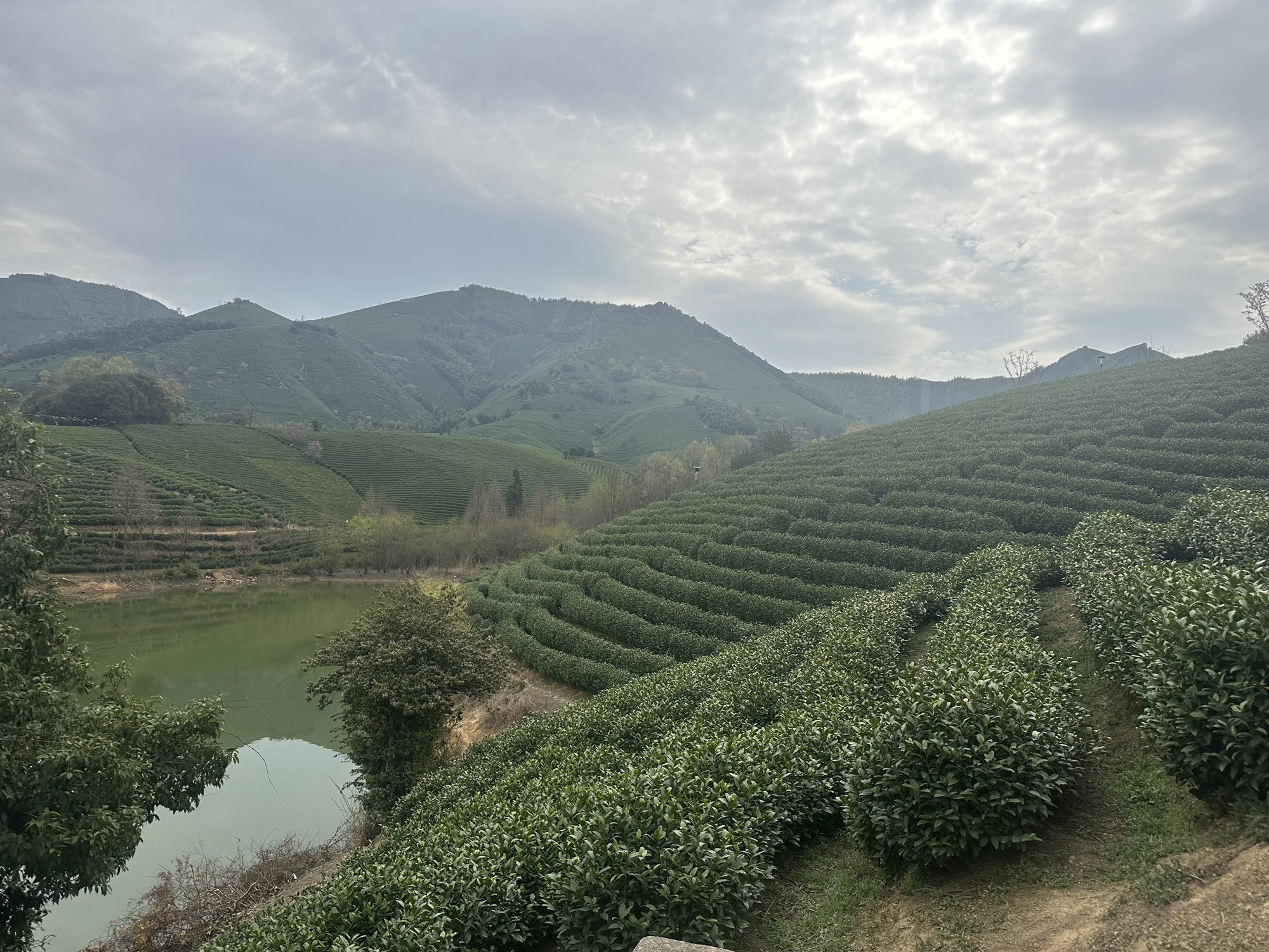 白茶原·安吉白茶观景平台旅行图片 3