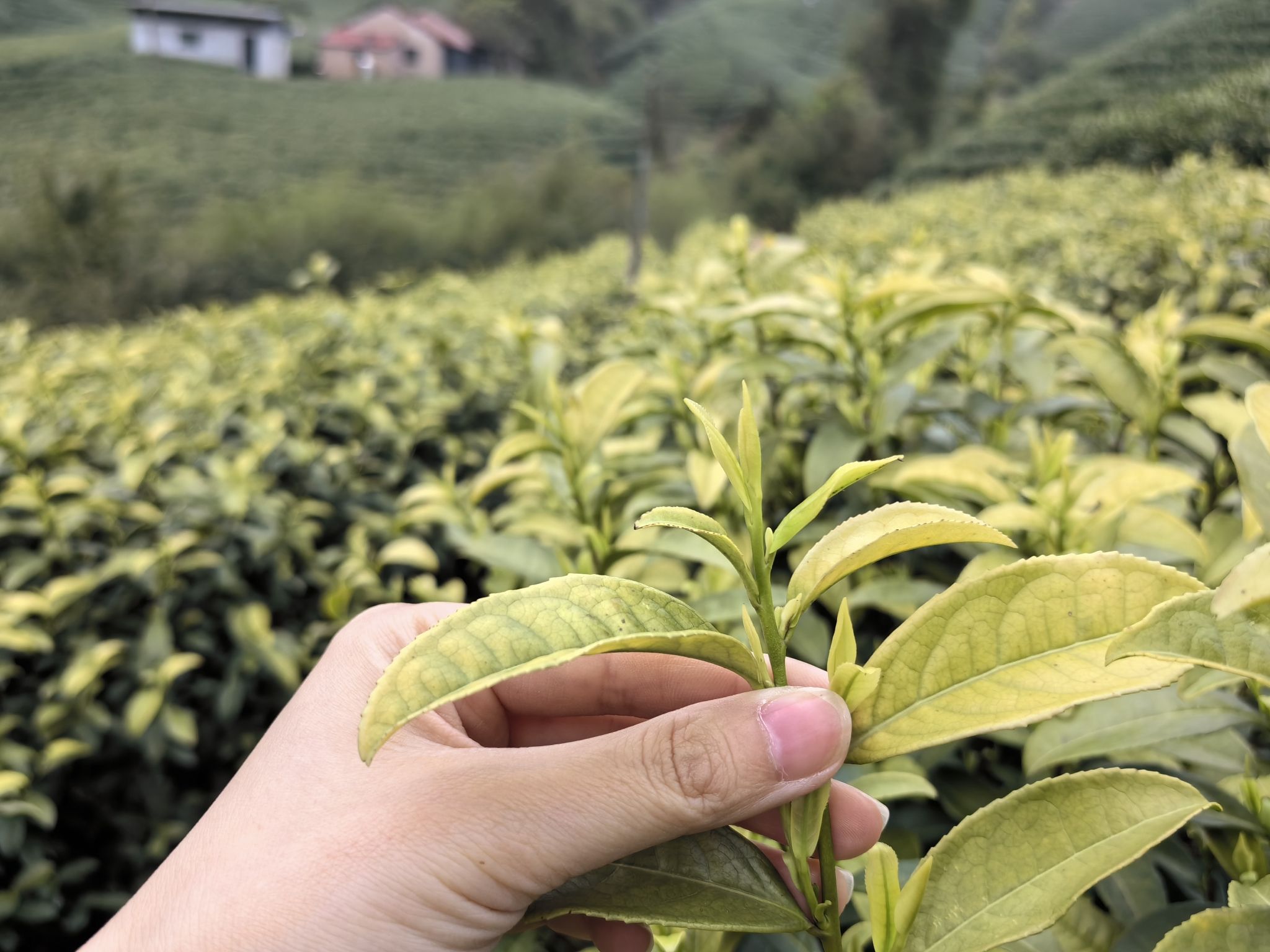 白茶原·安吉白茶观景平台旅行图片 3
