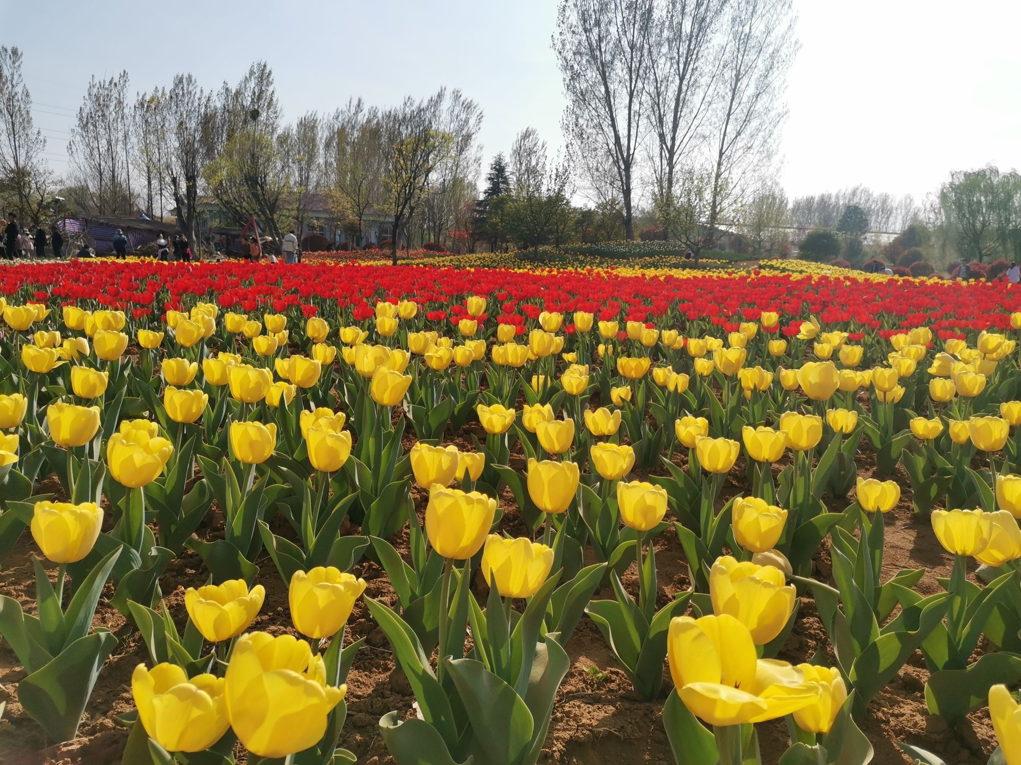 莲花山生态园旅行图片 1