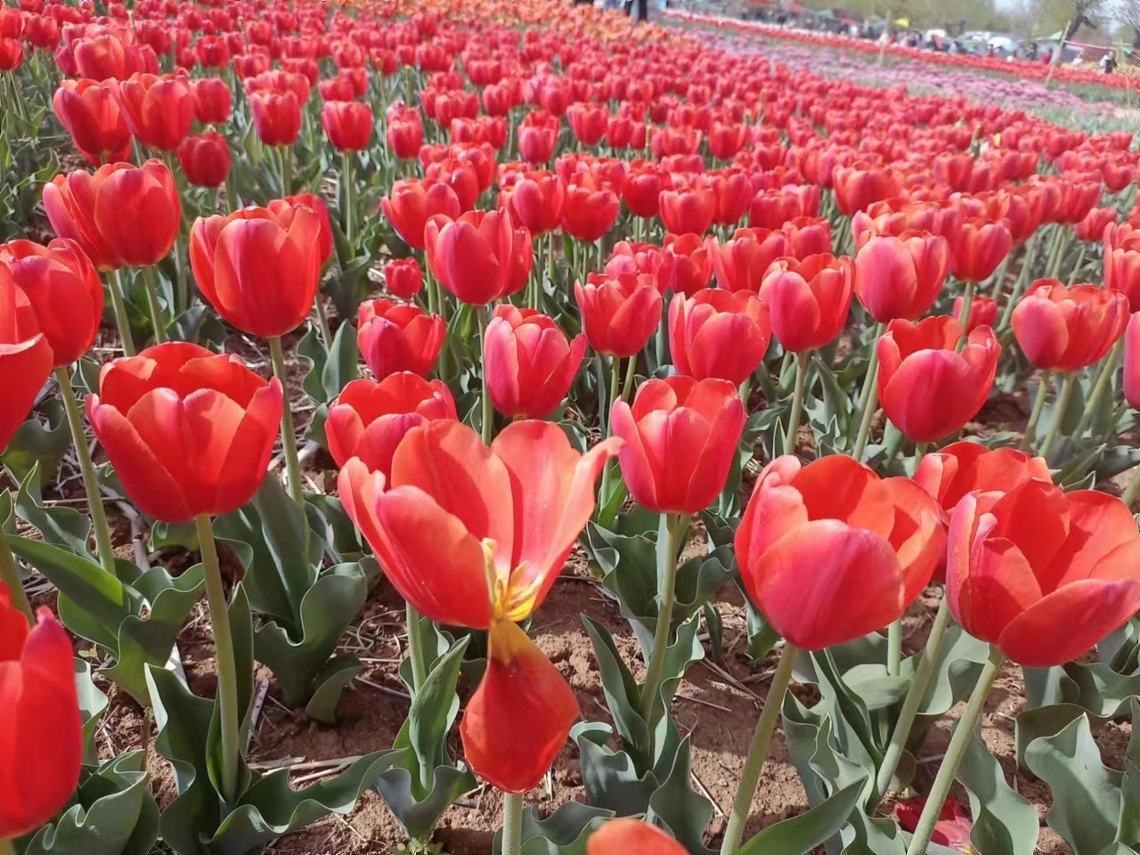 莲花山生态园旅行图片 1