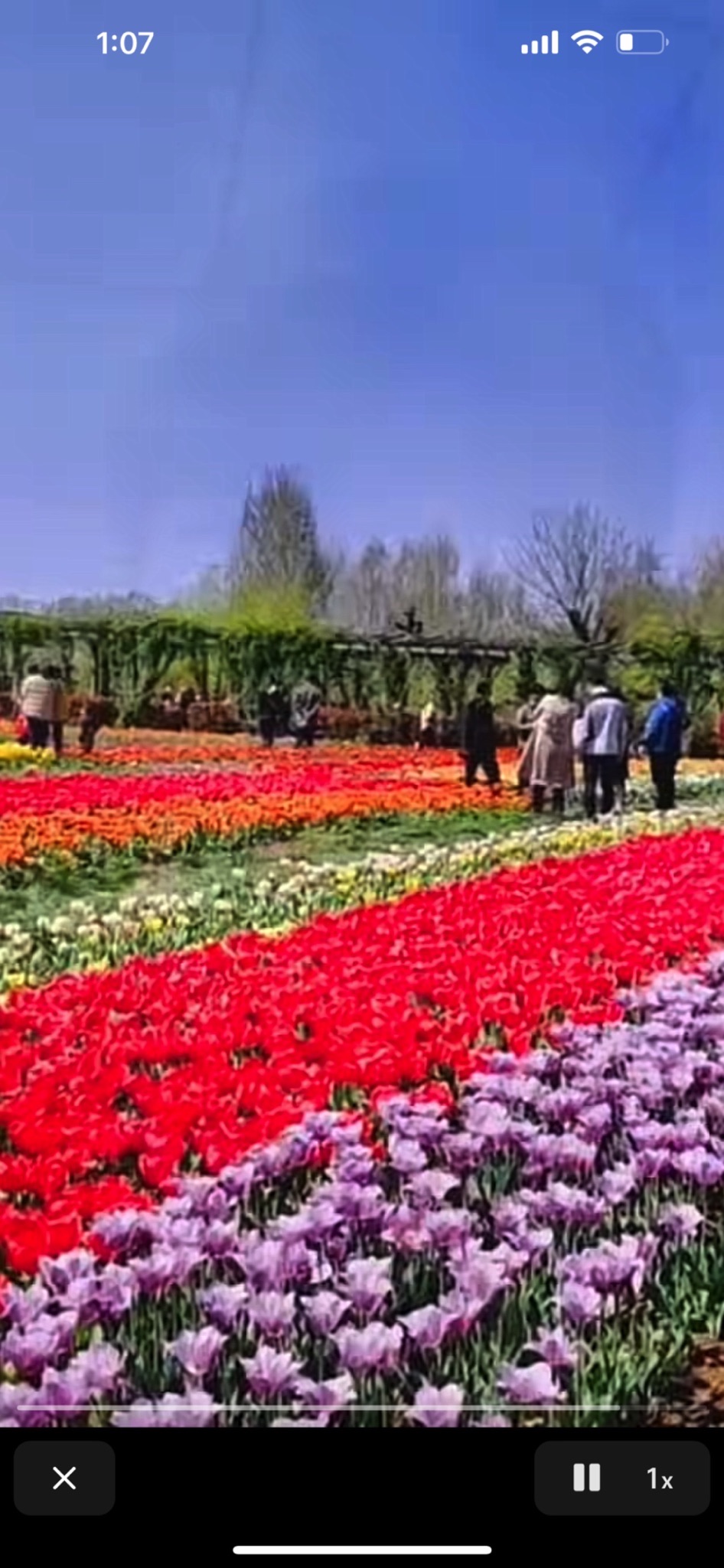 莲花山生态园旅行图片 1