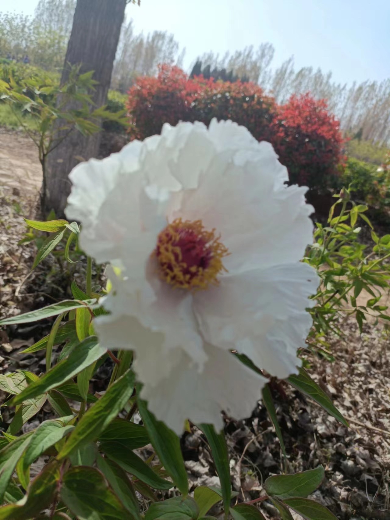 莲花山生态园旅行图片 3