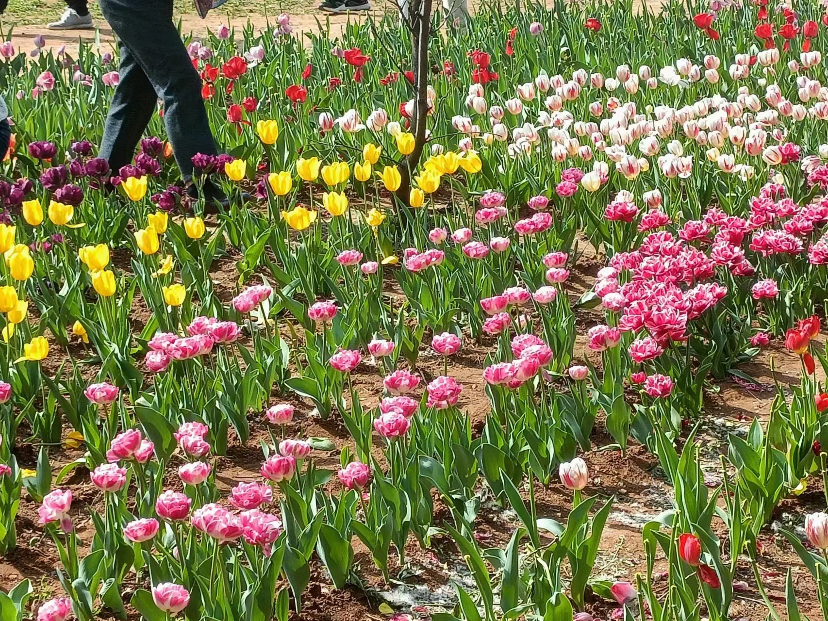 莲花山生态园旅行图片 1
