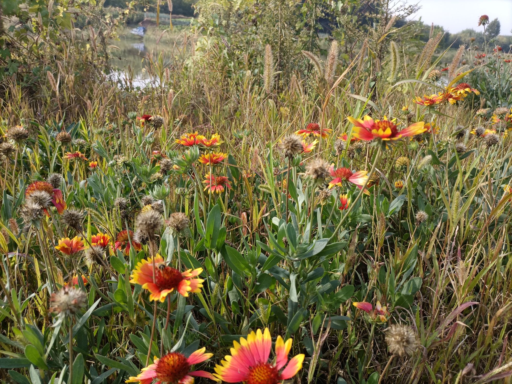 邯郸市北郊森林公园