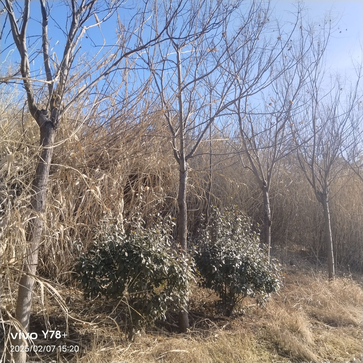 月亮湾湿地公园旅行图片 3