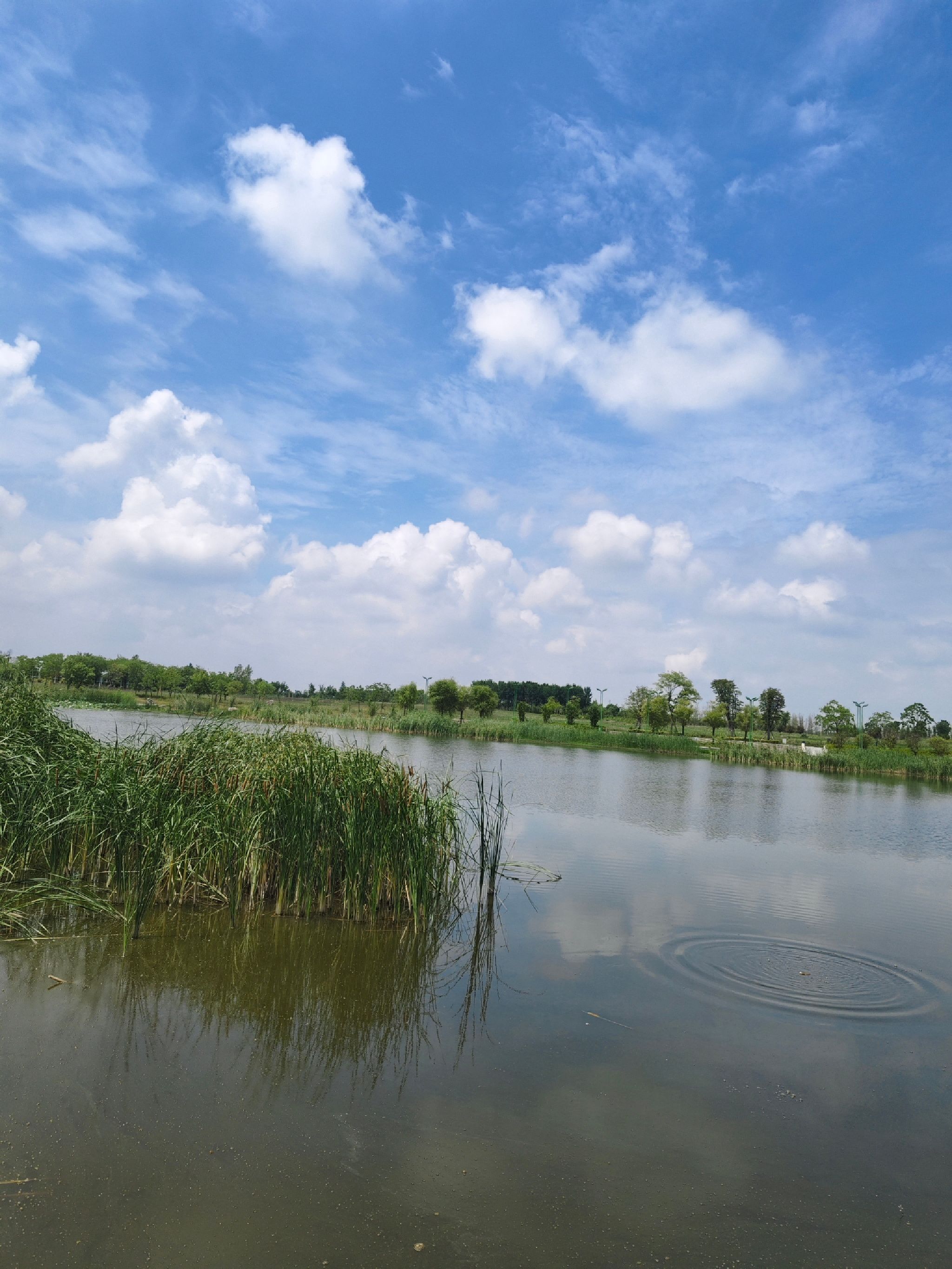 西平生态湿地公园旅行图片 1