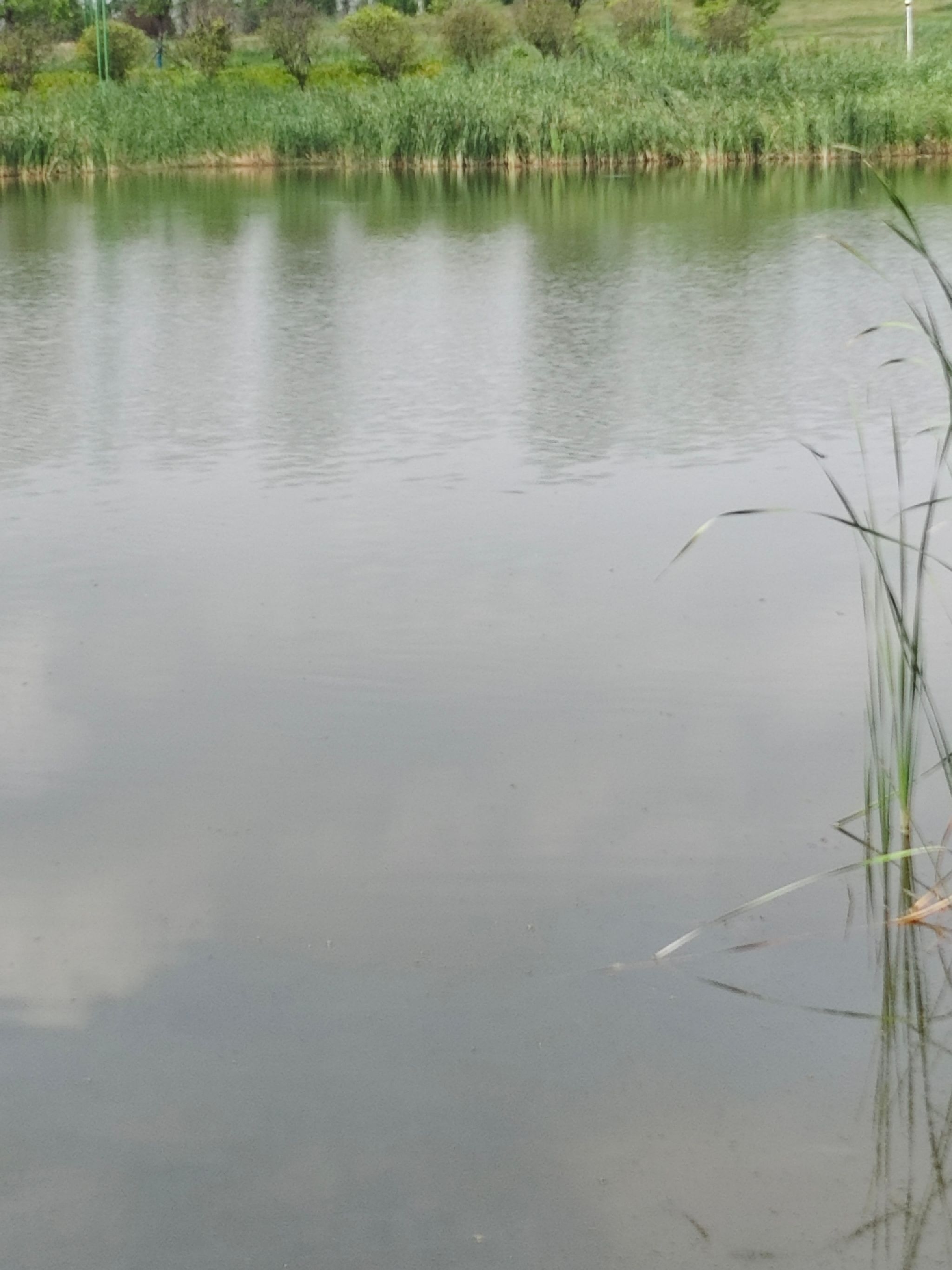 西平生态湿地公园旅行图片 2