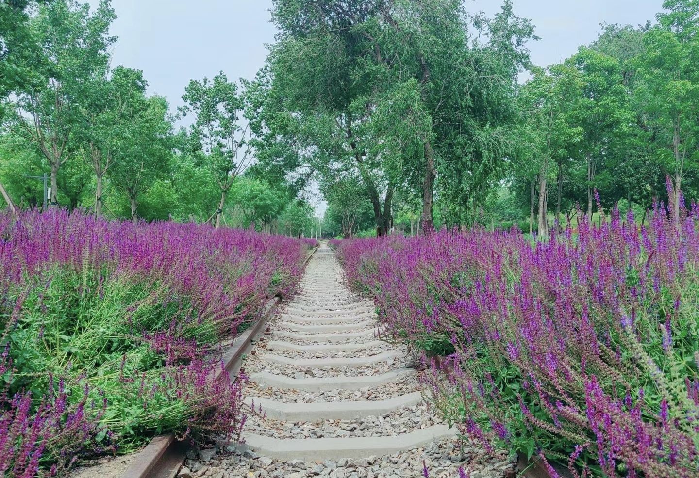 西平生态湿地公园旅行图片 3