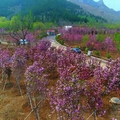 樱花谷旅行图片 1