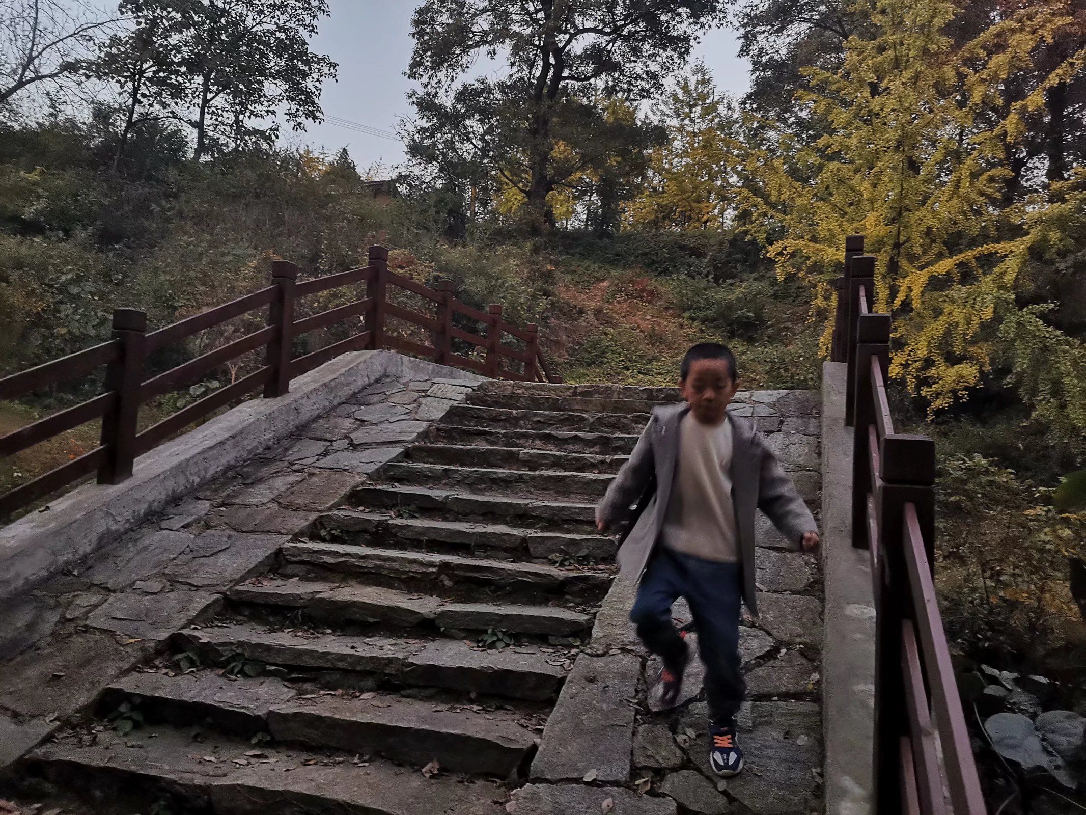 大别山古树名木博览园旅行图片 3