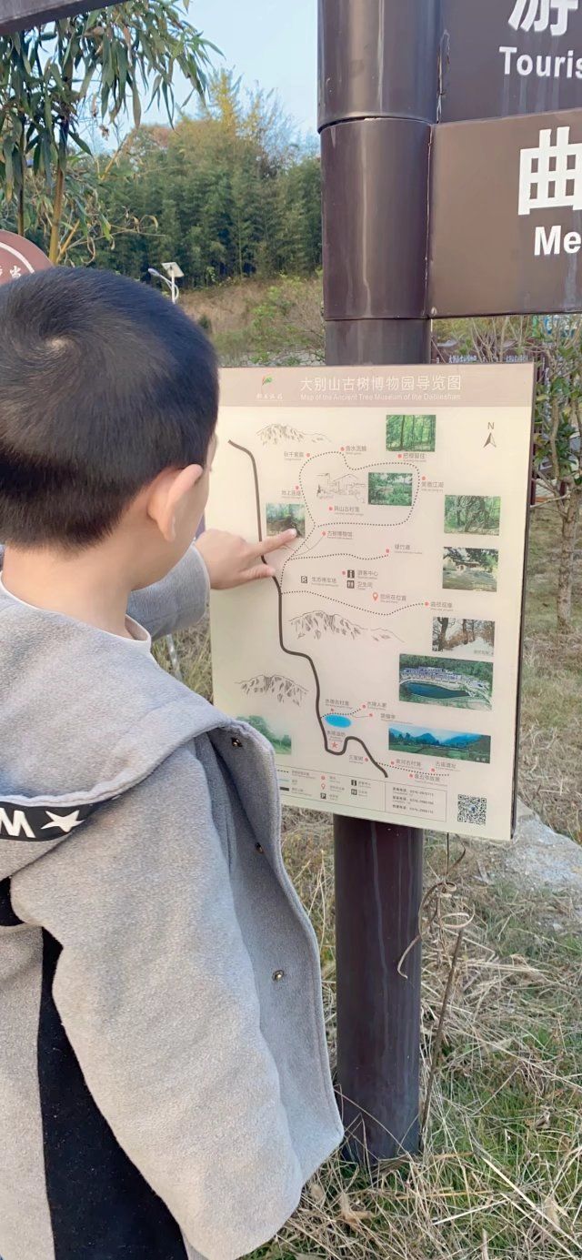 大别山古树名木博览园旅行图片 2