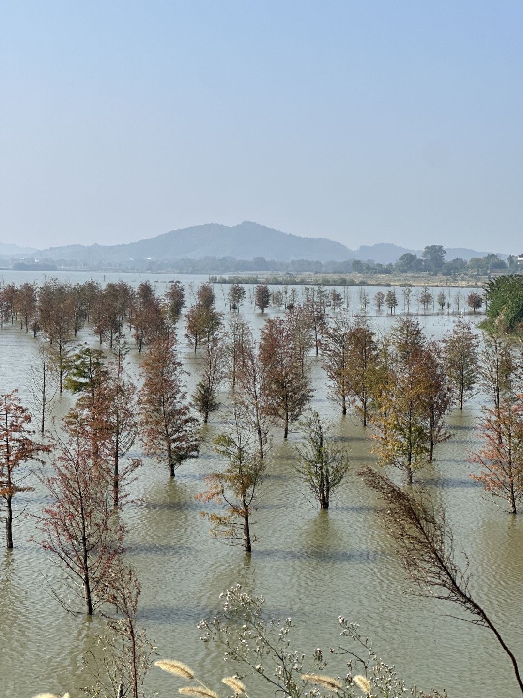 安徽菜子湖国家湿地公园旅行图片 2