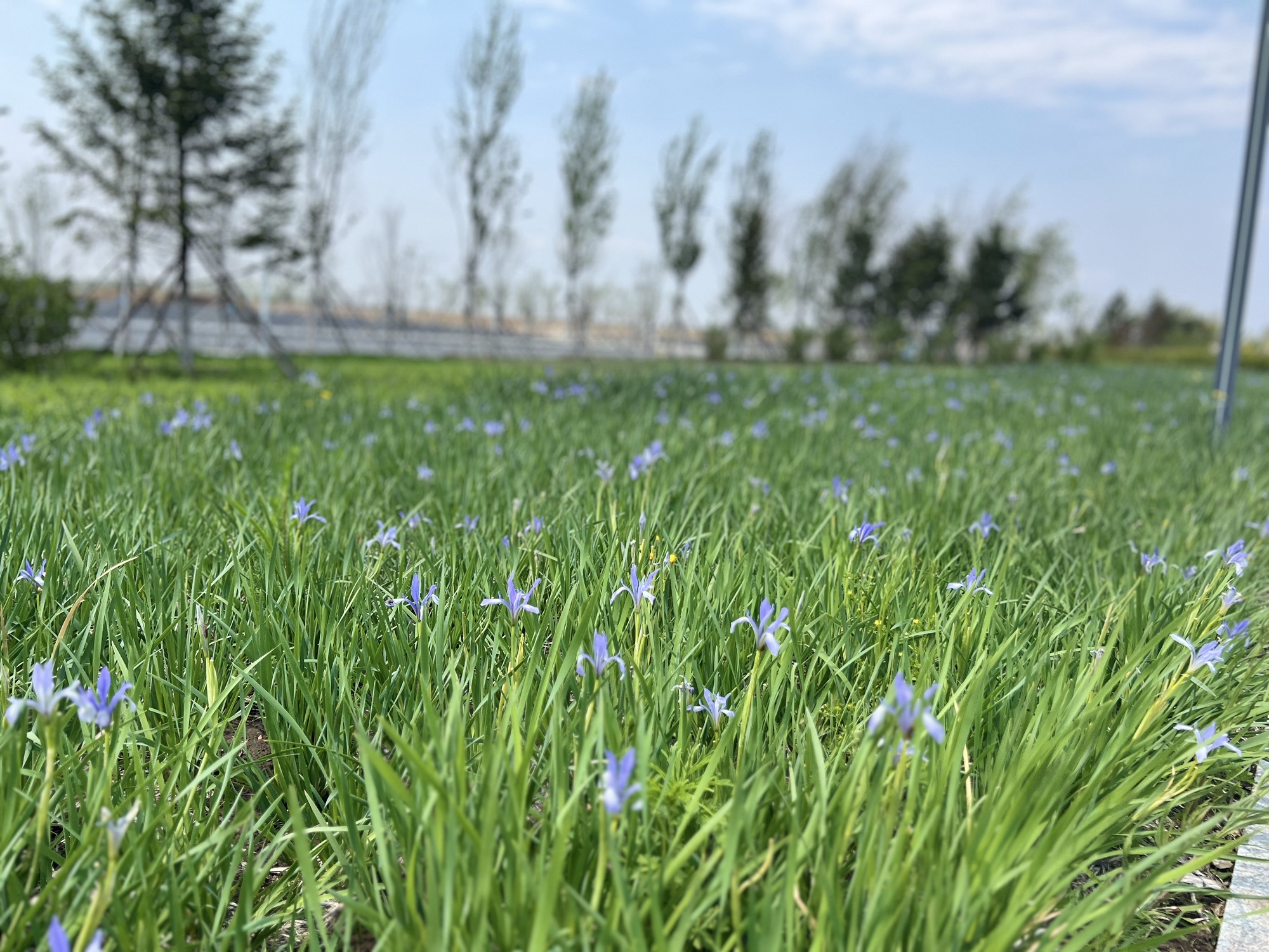 长春西湖公园旅行图片 3