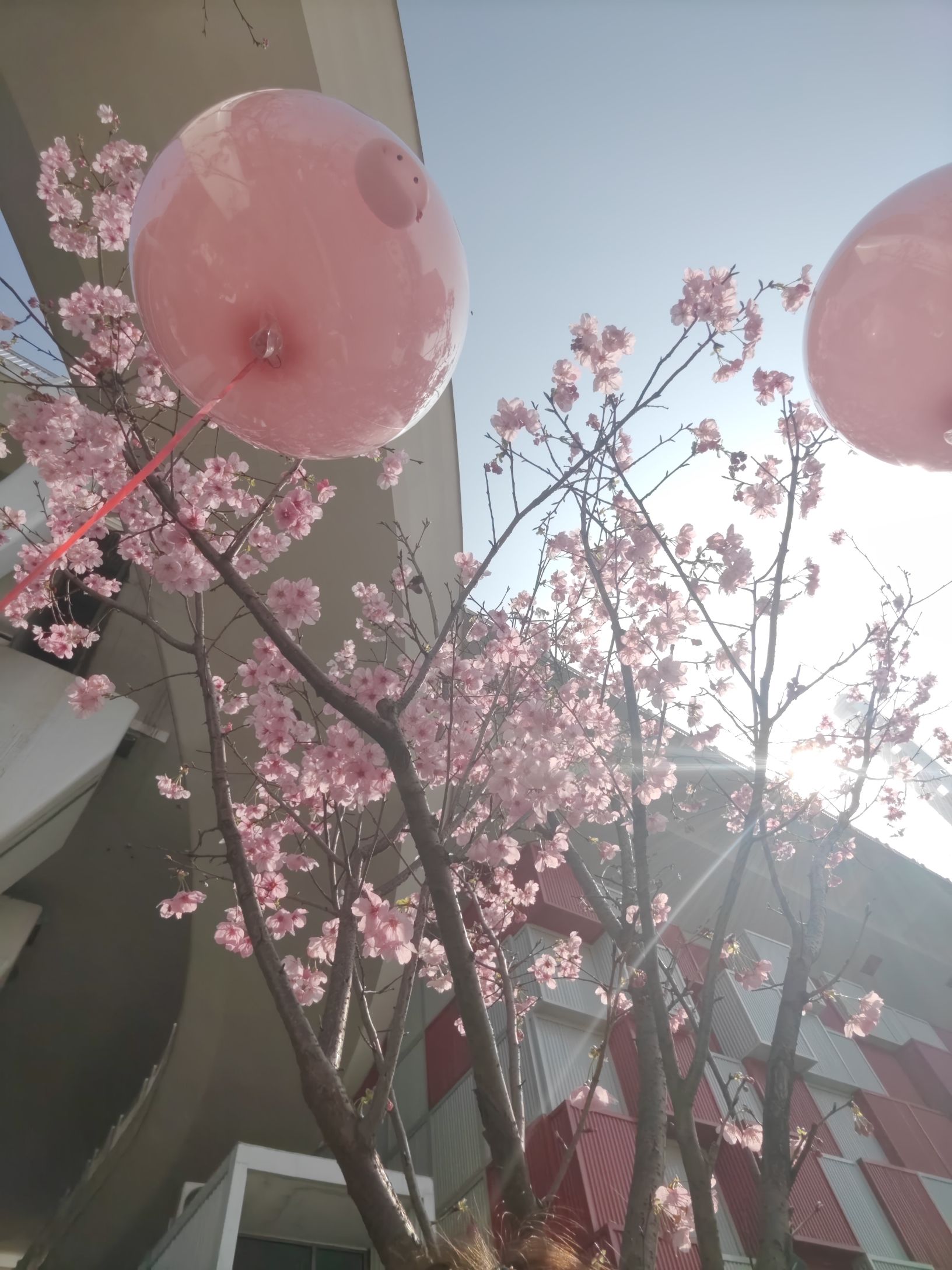 樱花渡体育公园旅行图片 3