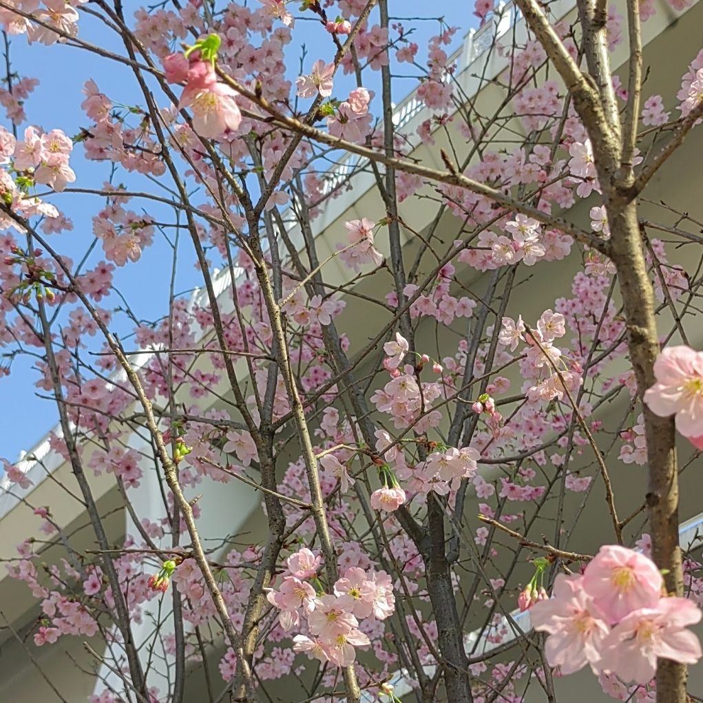 樱花渡体育公园旅行图片 1
