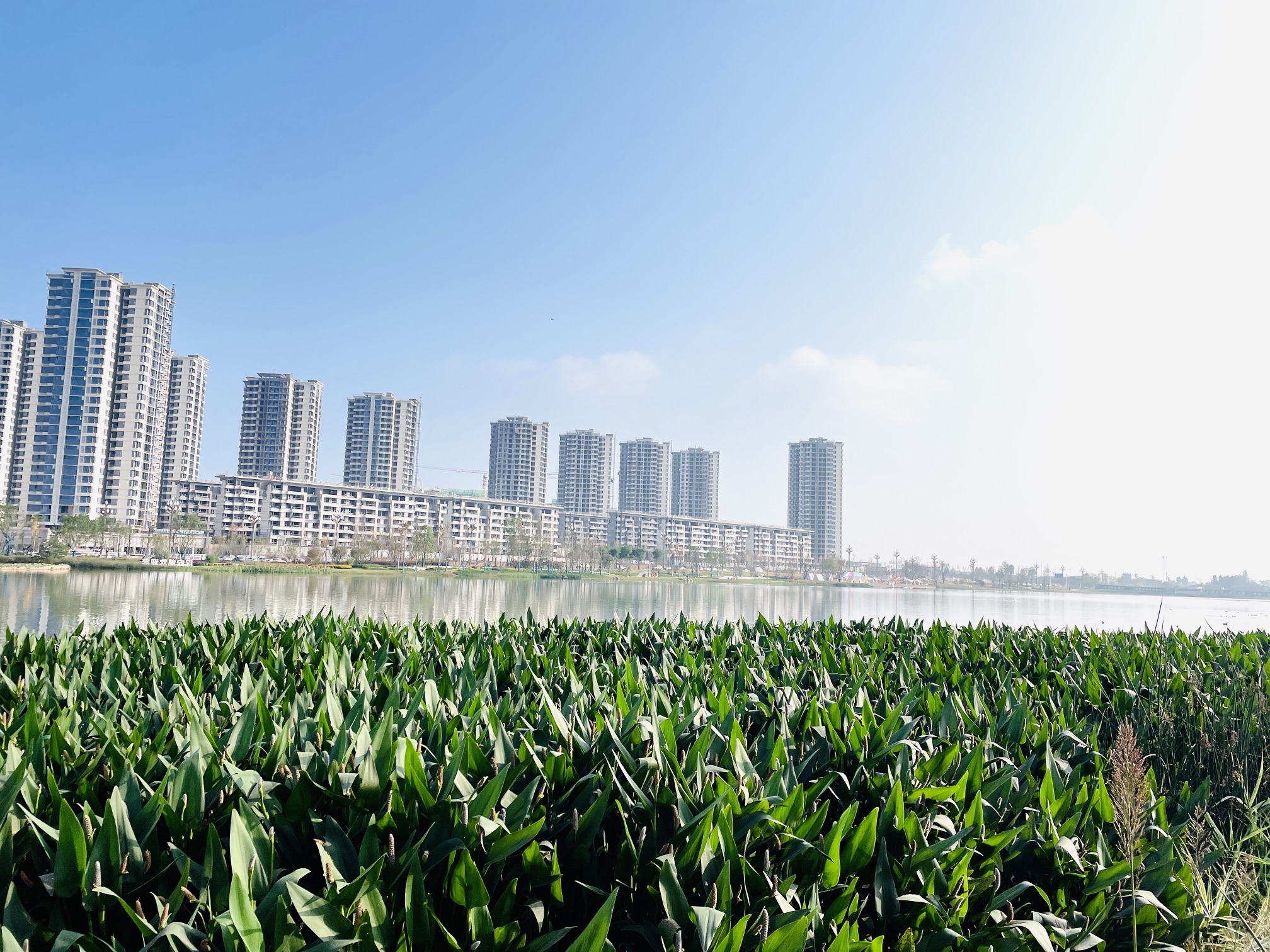 汉安湖生态湿地公园旅行图片 3