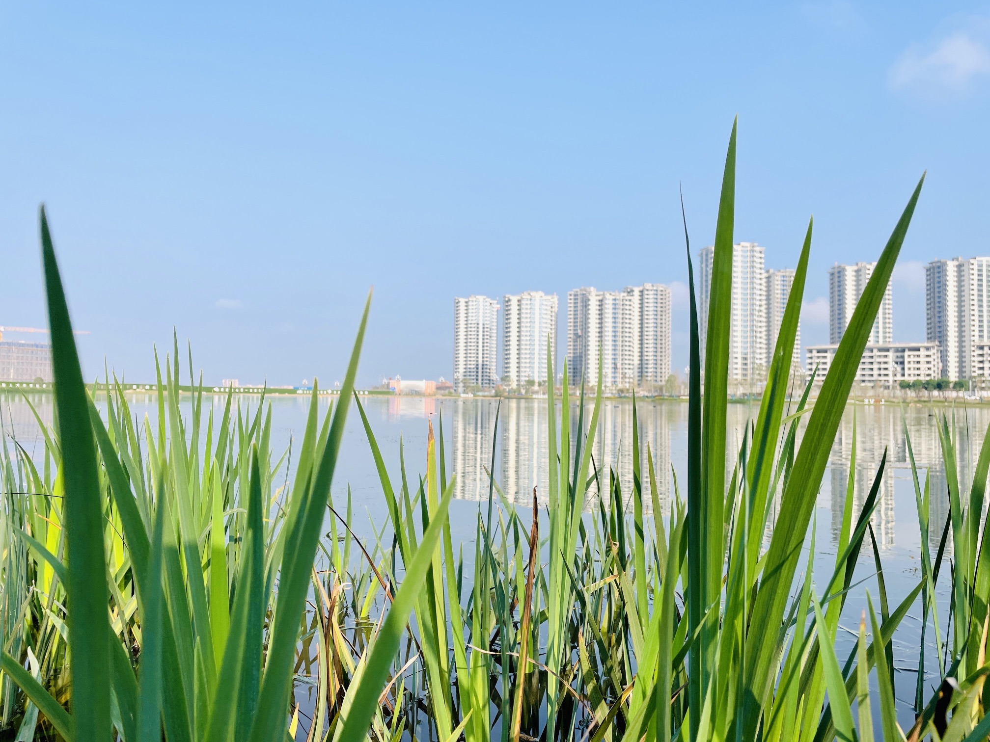 汉安湖生态湿地公园的第2张图片的图片资料