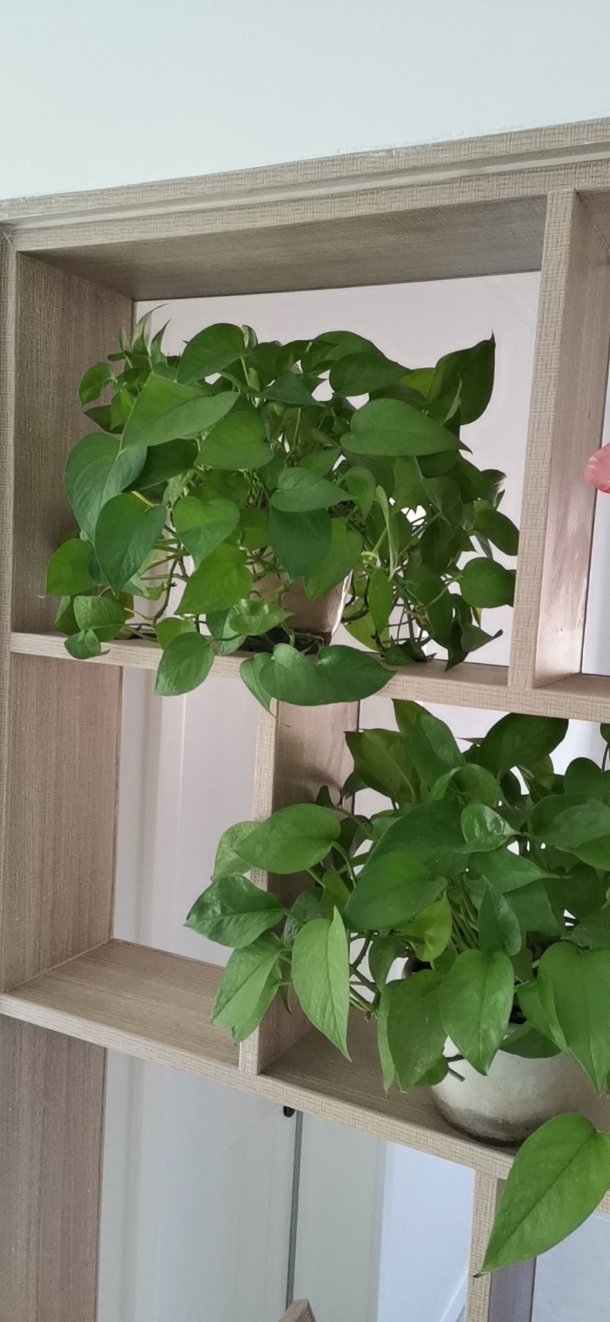 老猫洞