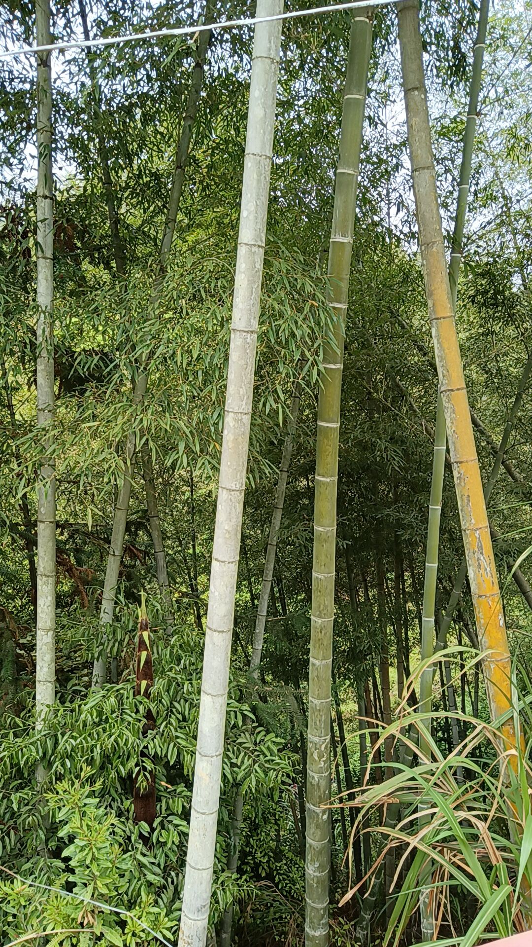 百丈龙潭公园旅行图片 2