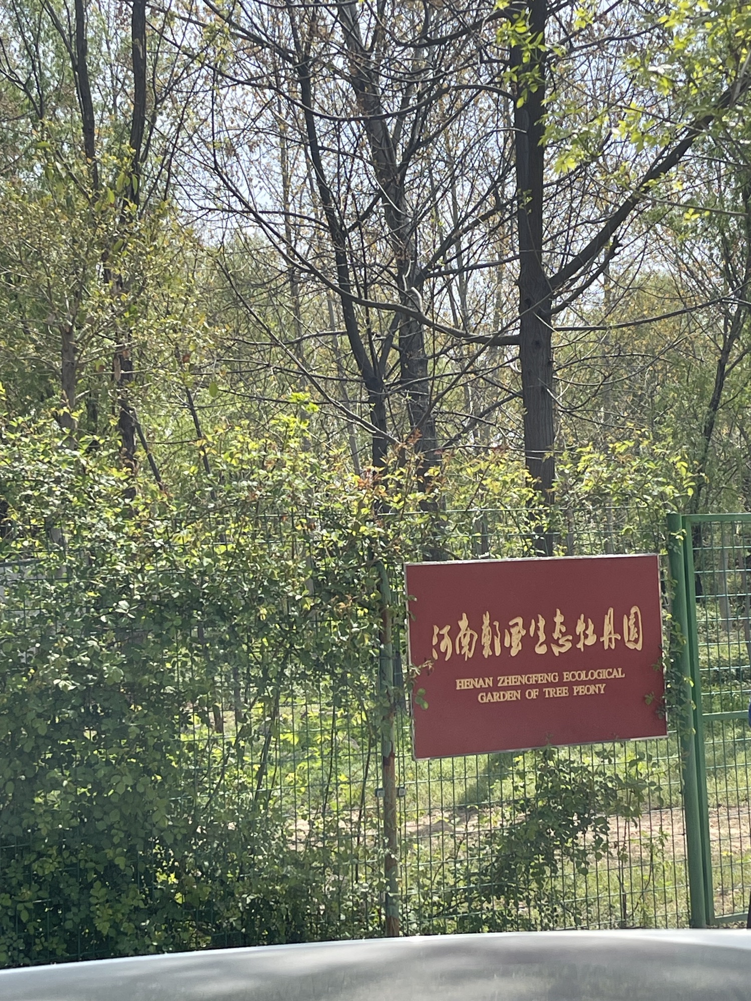 河南郑风生态牡丹园芍药园旅行图片 2