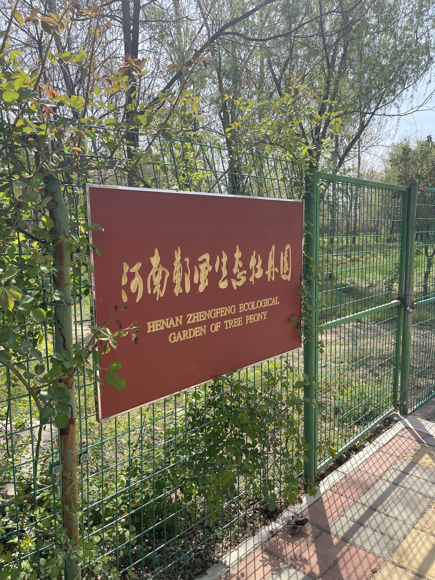 河南郑风生态牡丹园芍药园旅行图片 1